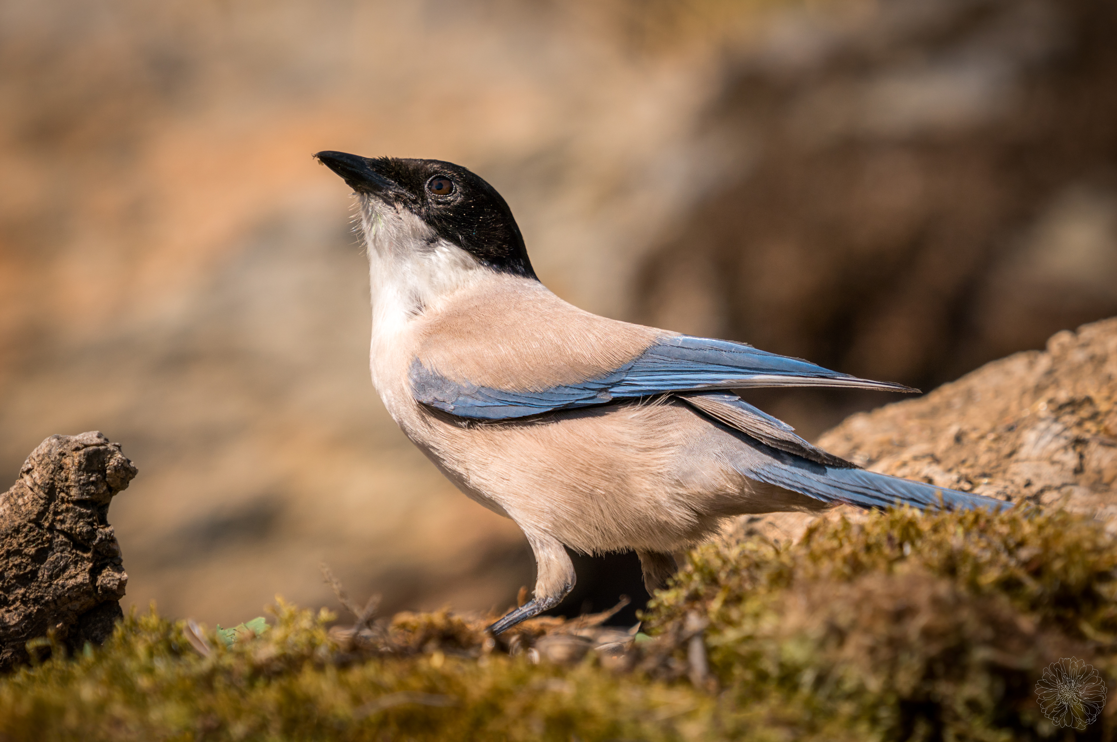 Azure-winged Magpie - Cyanopica cyanus