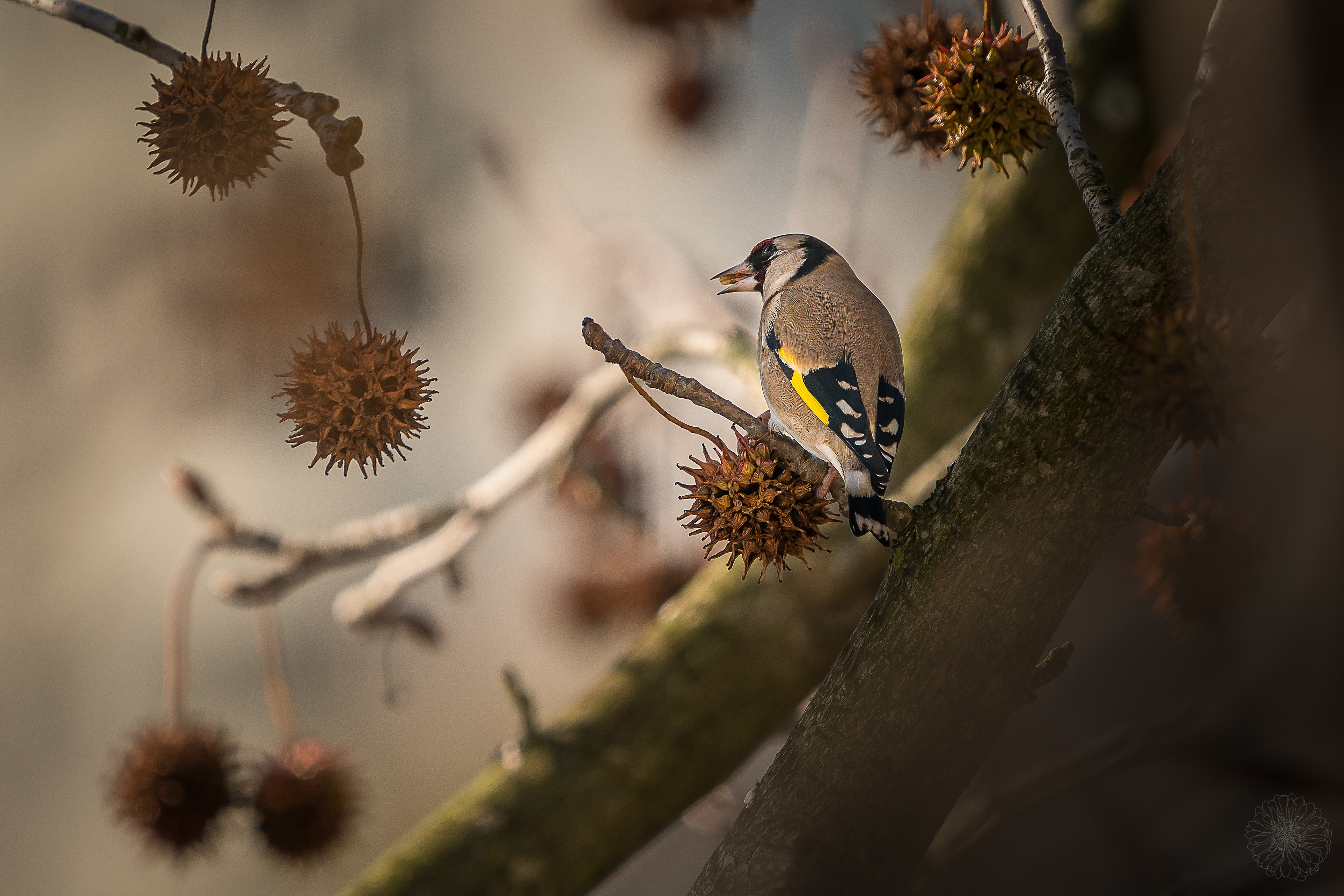 European Goldfinch - Carduelis carduelis