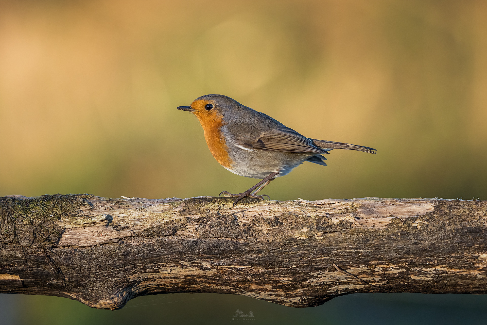 Europena Robin - Erithacus rubecula