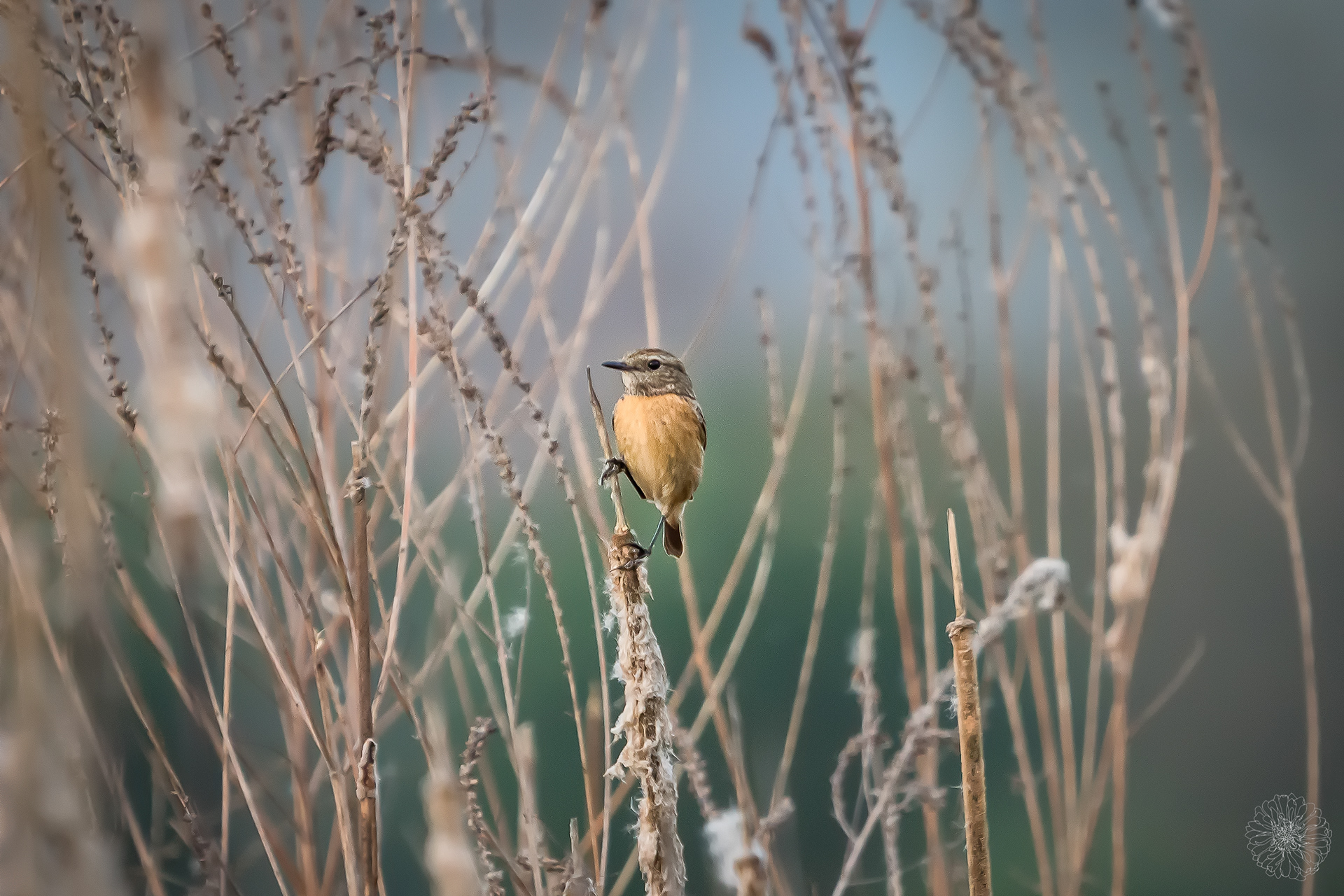 Female European Stonechat - Saxicola rubicola