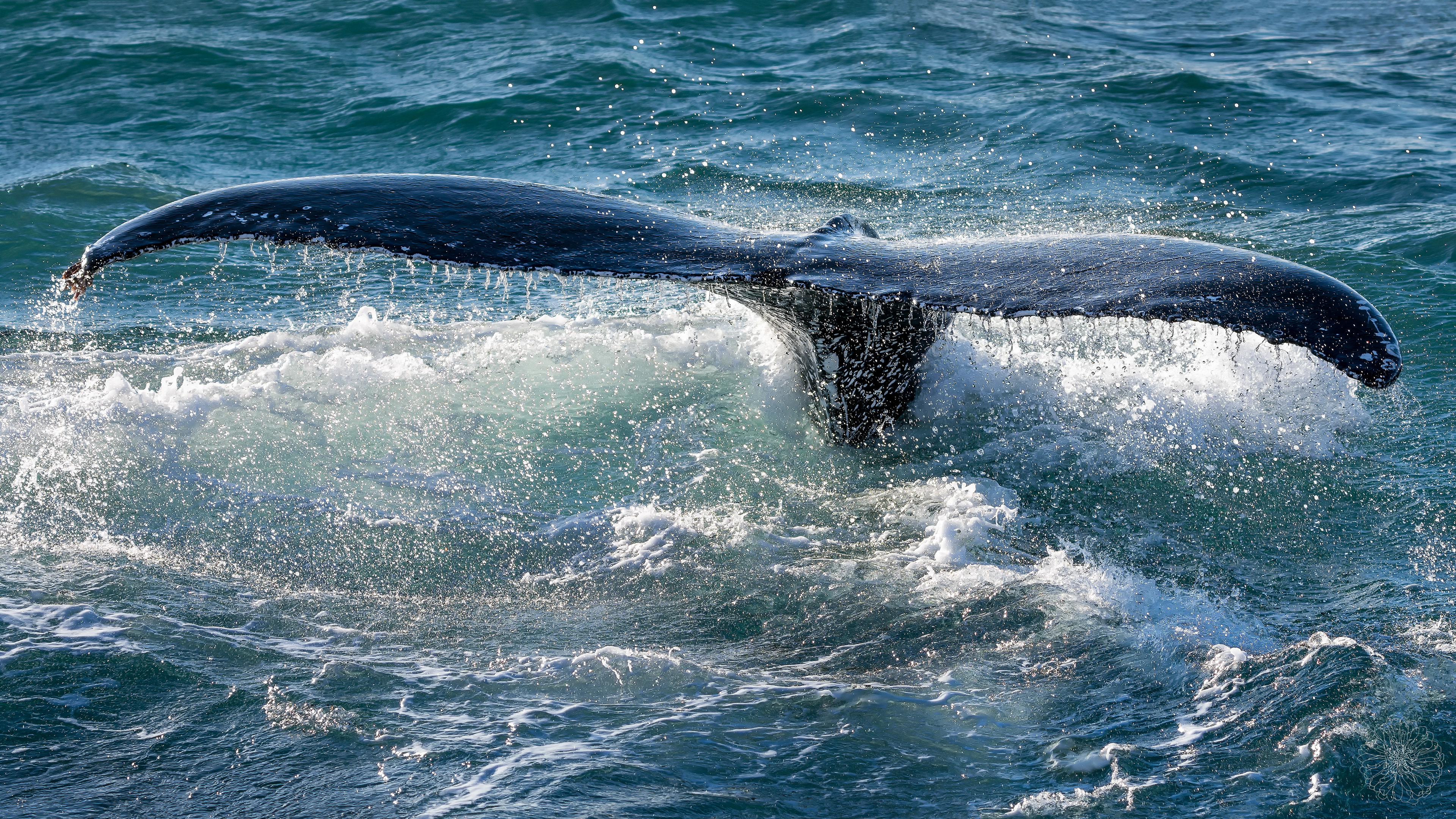 Humpback Whale - Megaptera novaeangliae