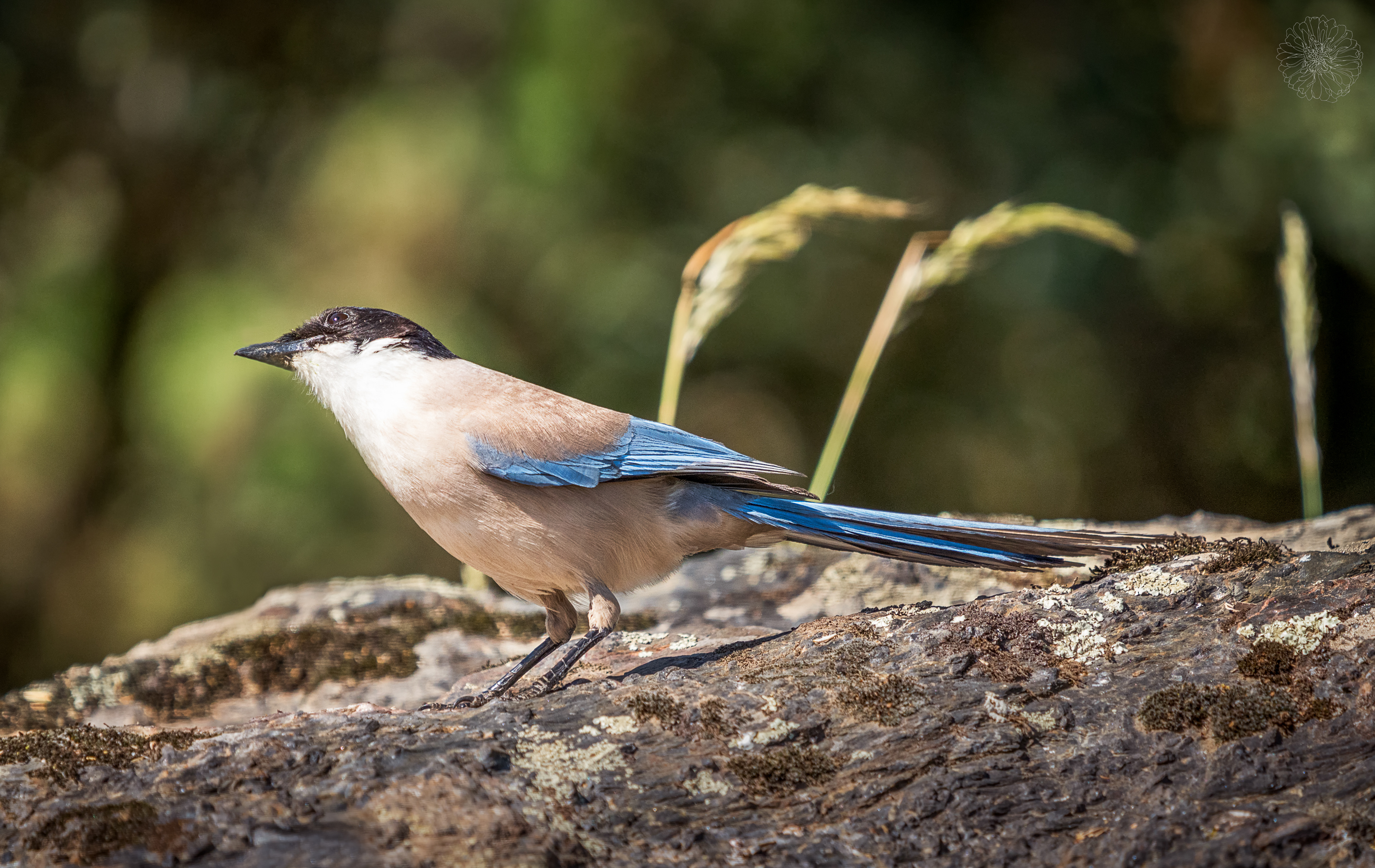 Azure-winged magpie - Cyanopica cyanus
