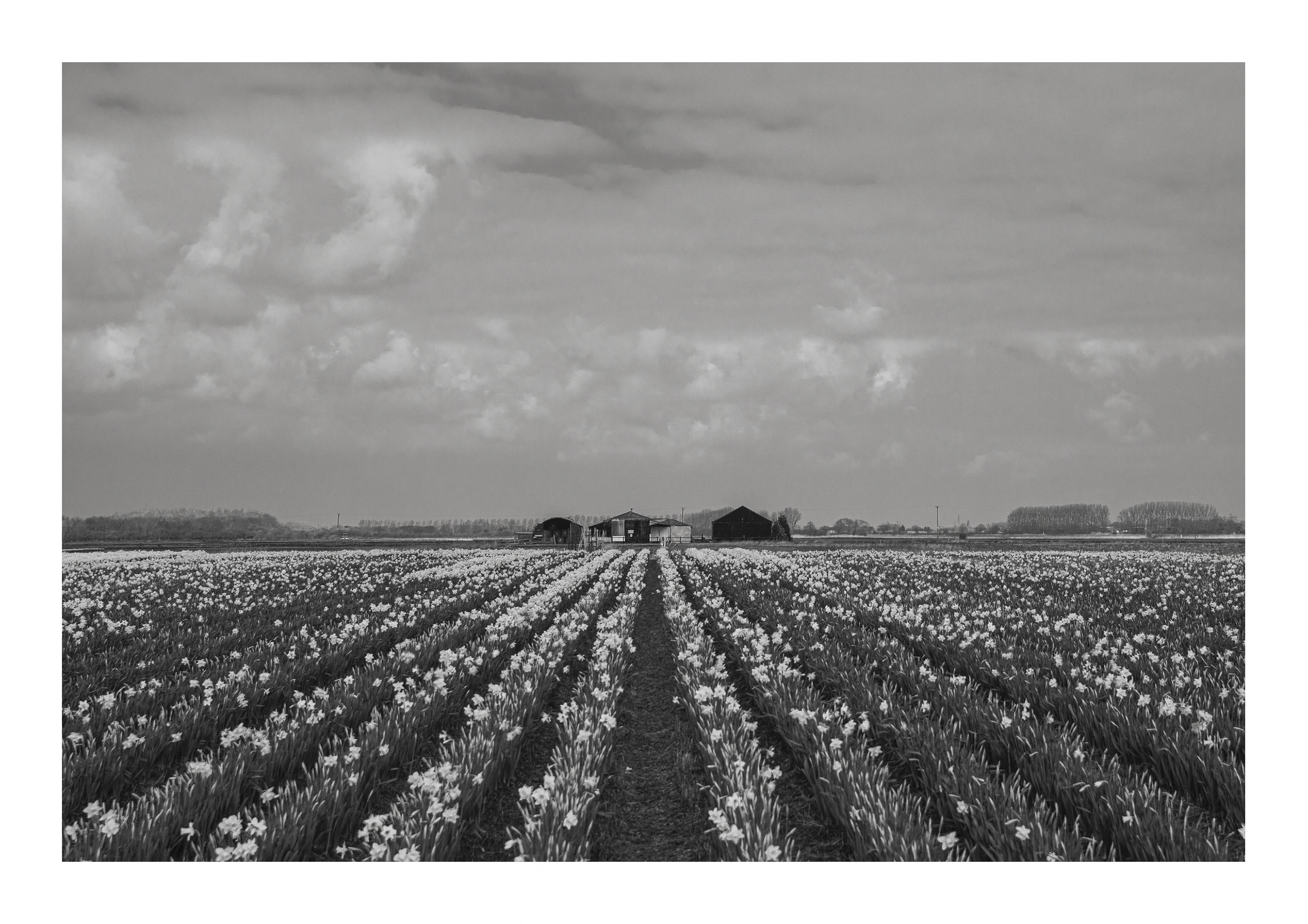 Daffodils, Sutton St James