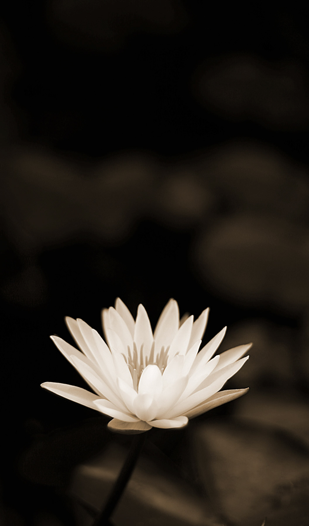 Waterlily