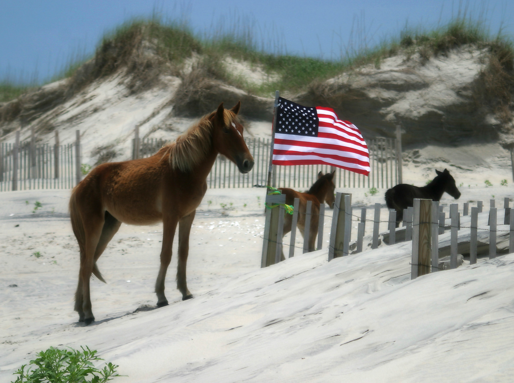 Freedom, Corolla, NC