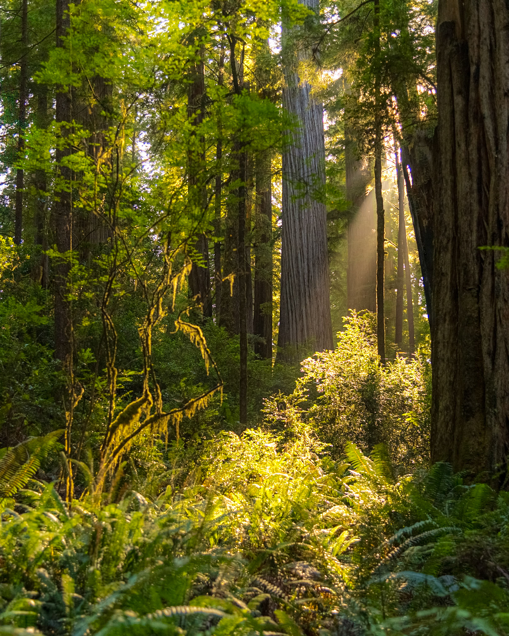 Redwoods-Jedediah Smith