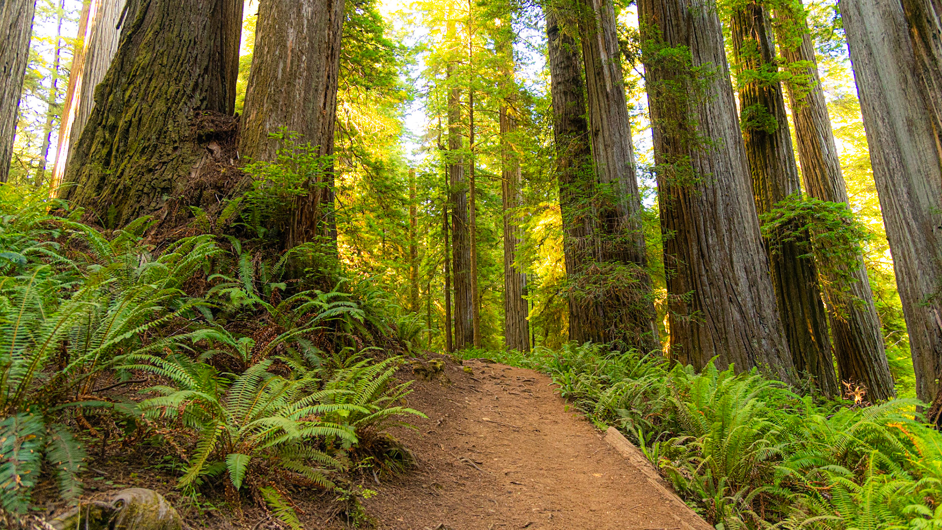 Redwoods-Jedediah Smith