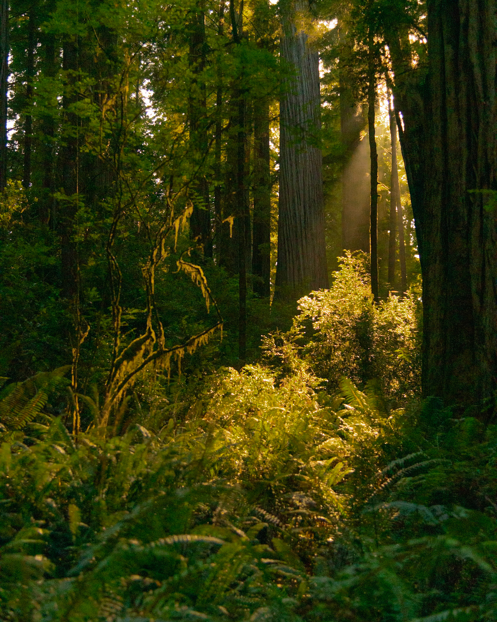 Redwoods-Jedediah Smith