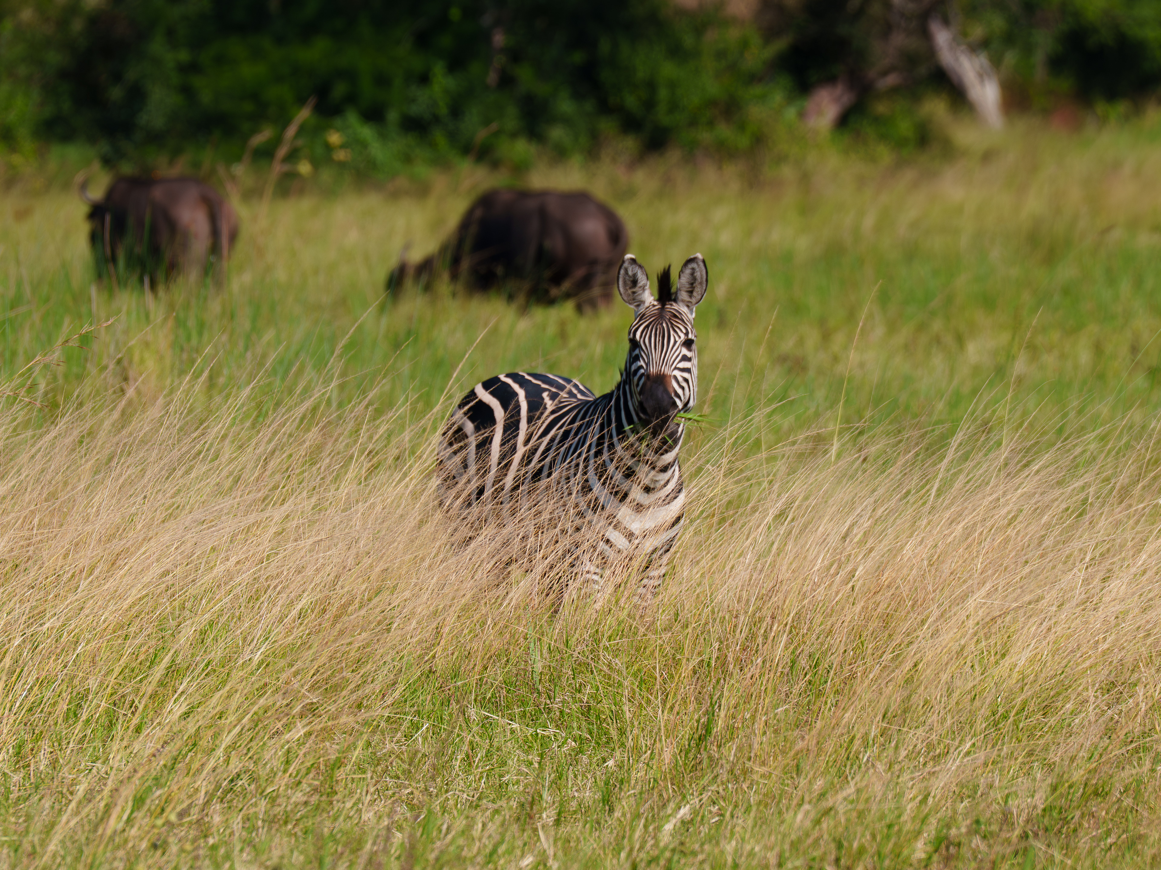 Zebra Eating