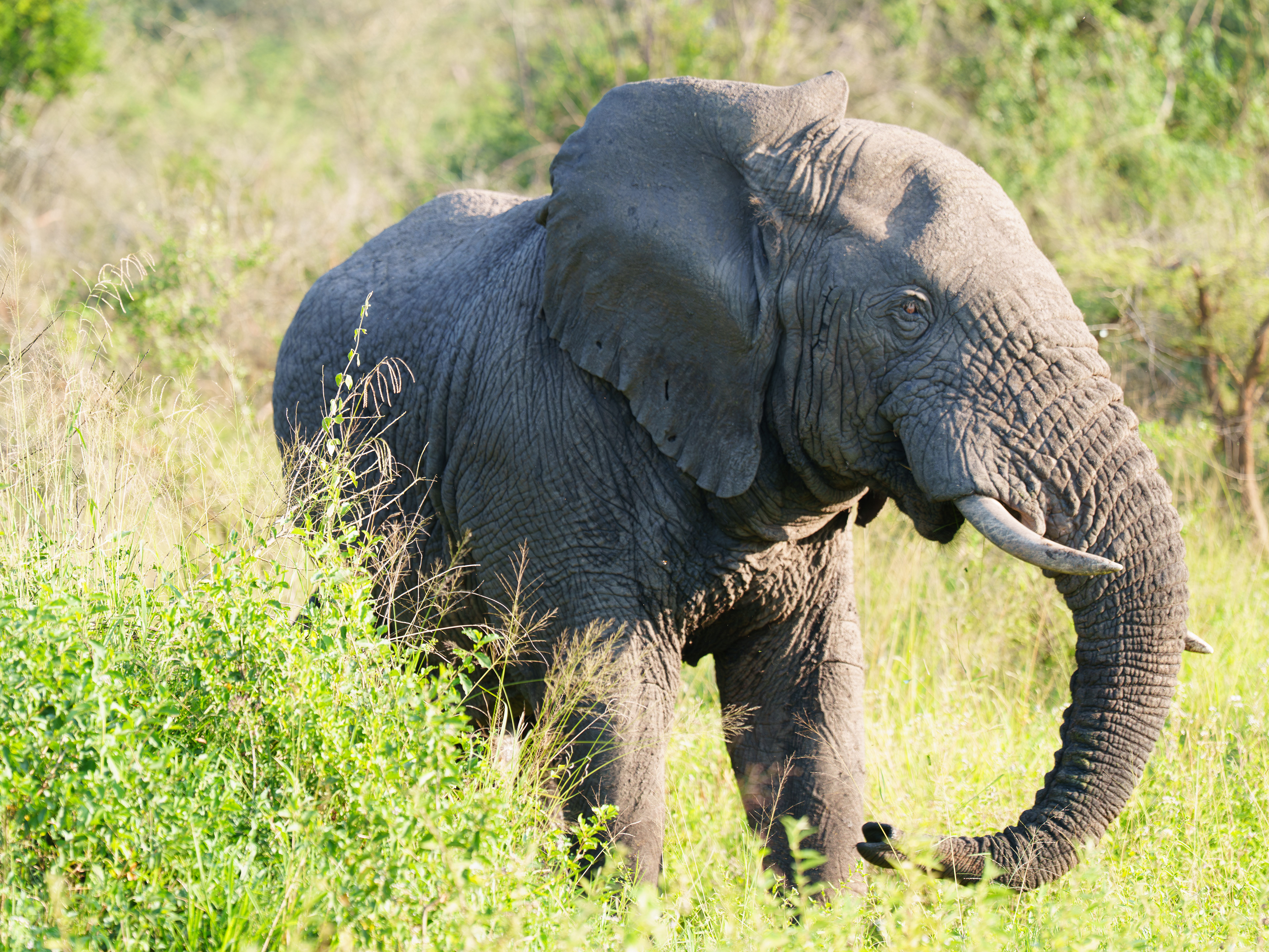 And Angry Elephant