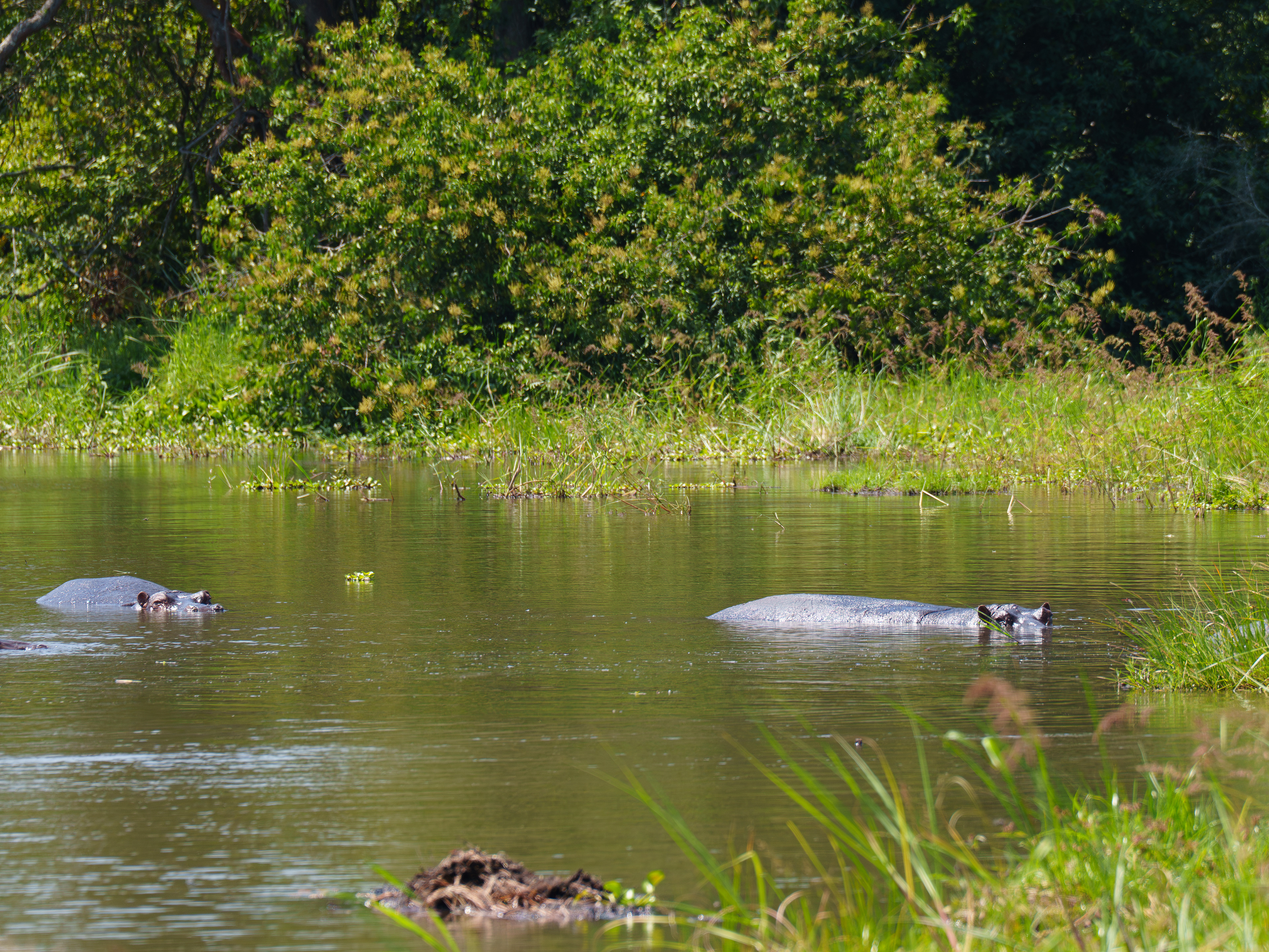 Hippo's