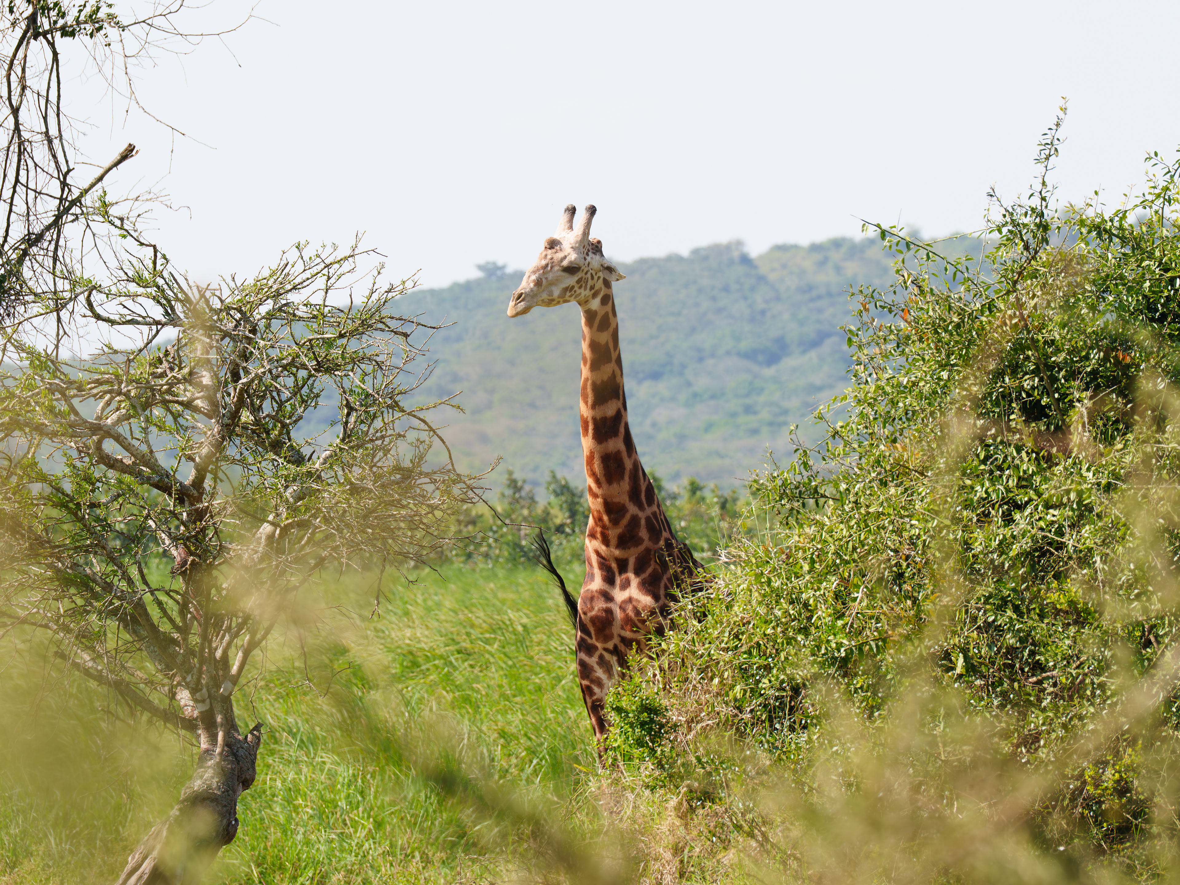 Male Giraffe