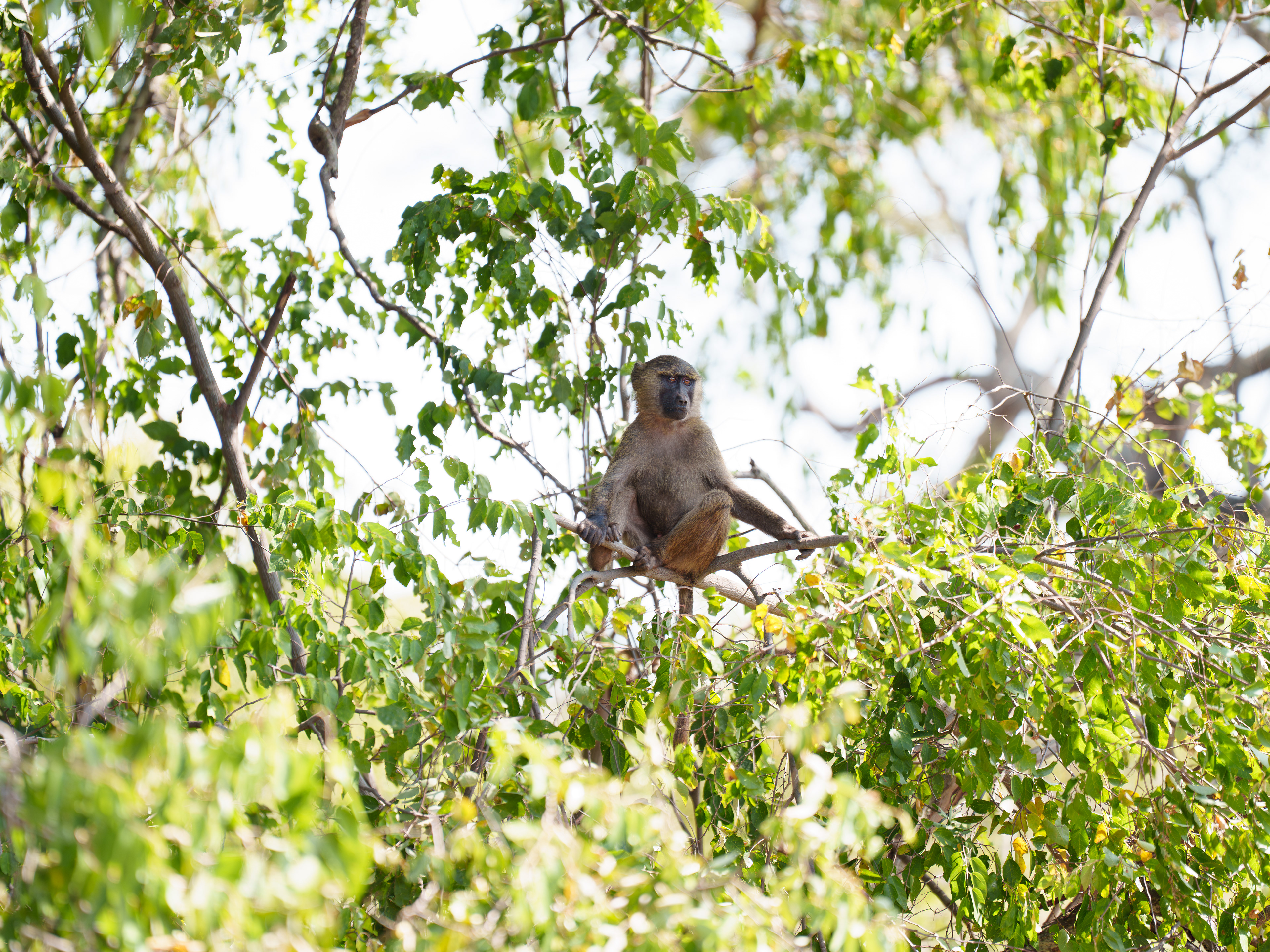 Vervet Monkey