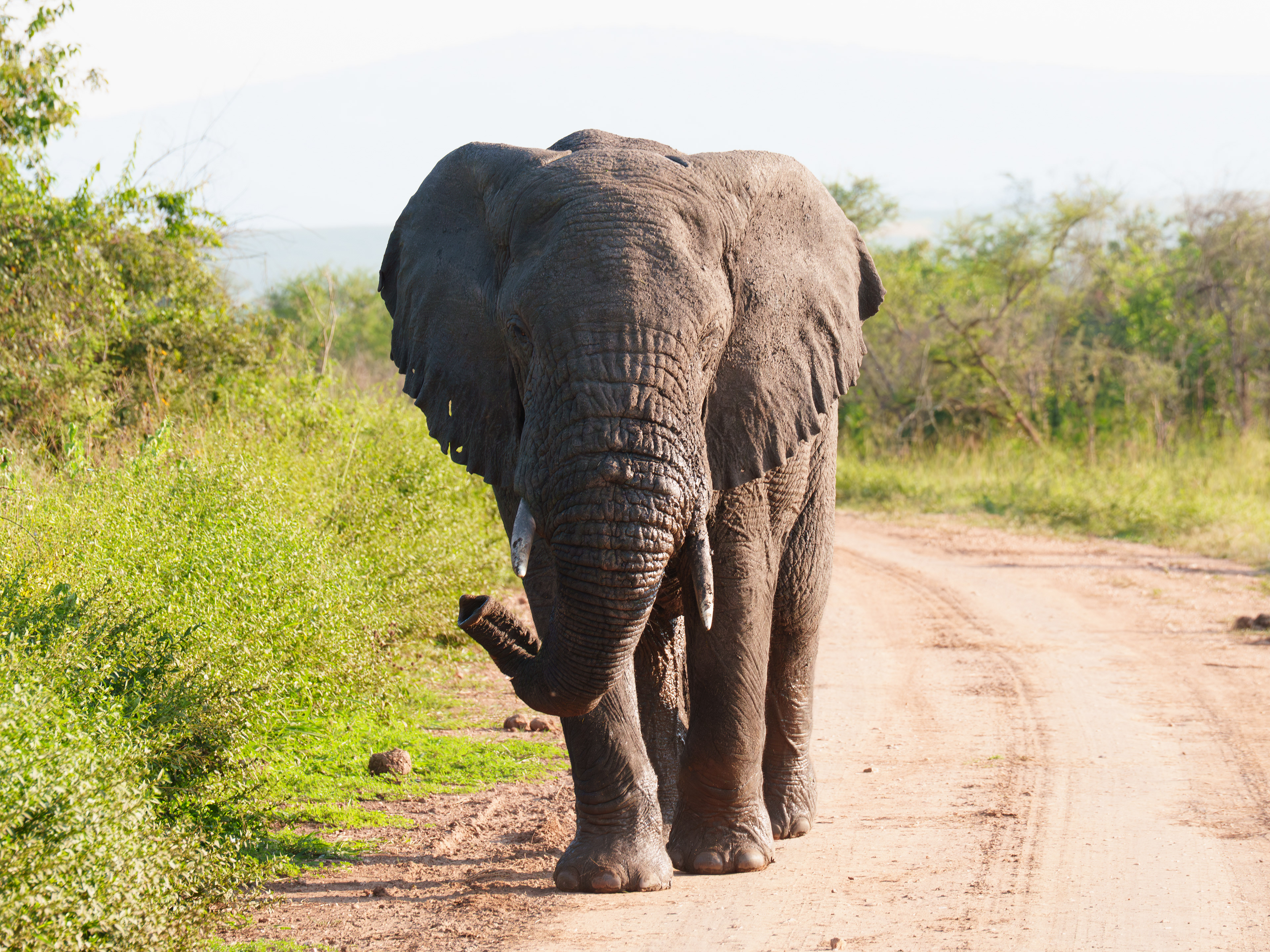 One Angry Elephant