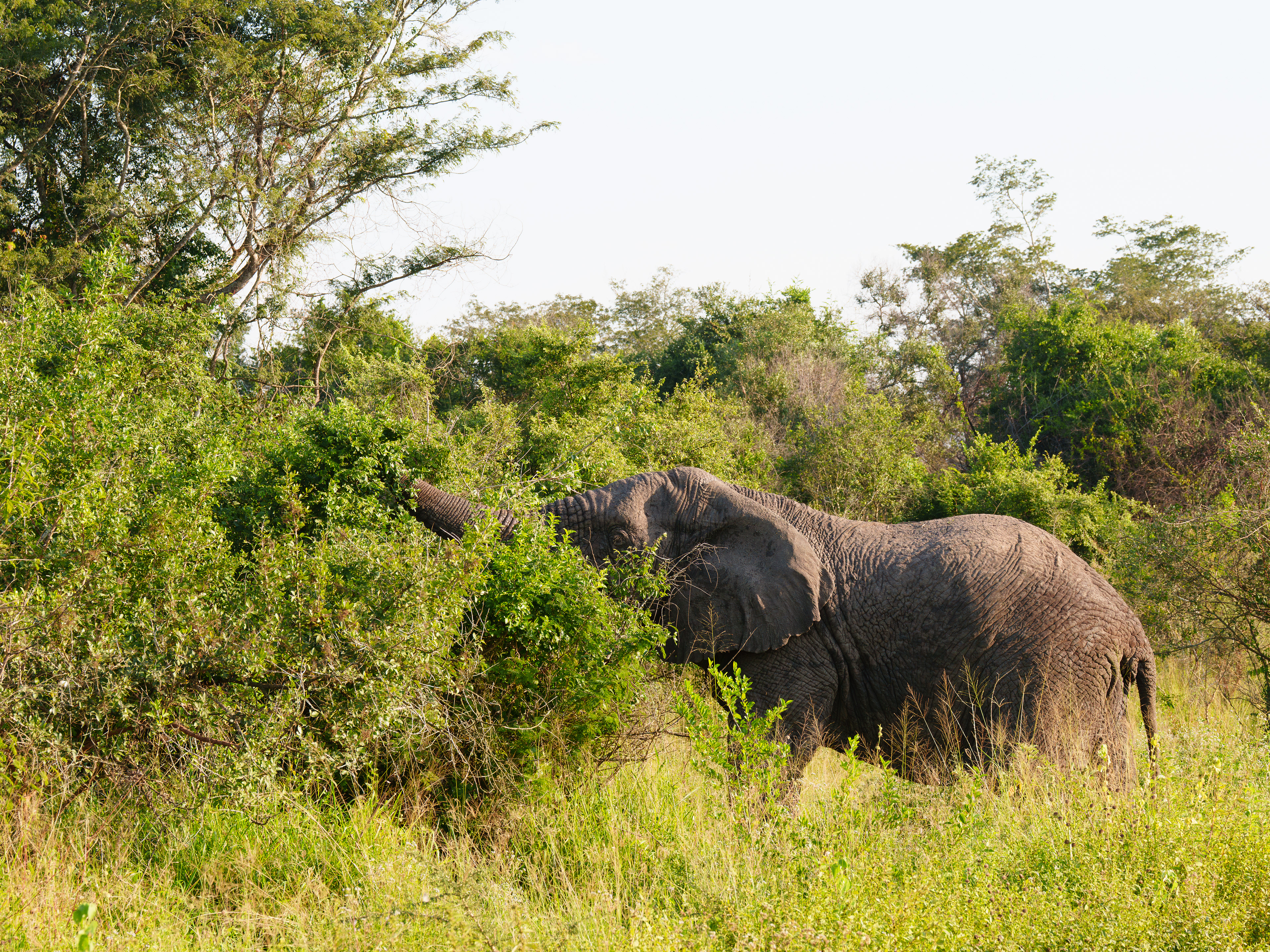 And Hungry Elephant
