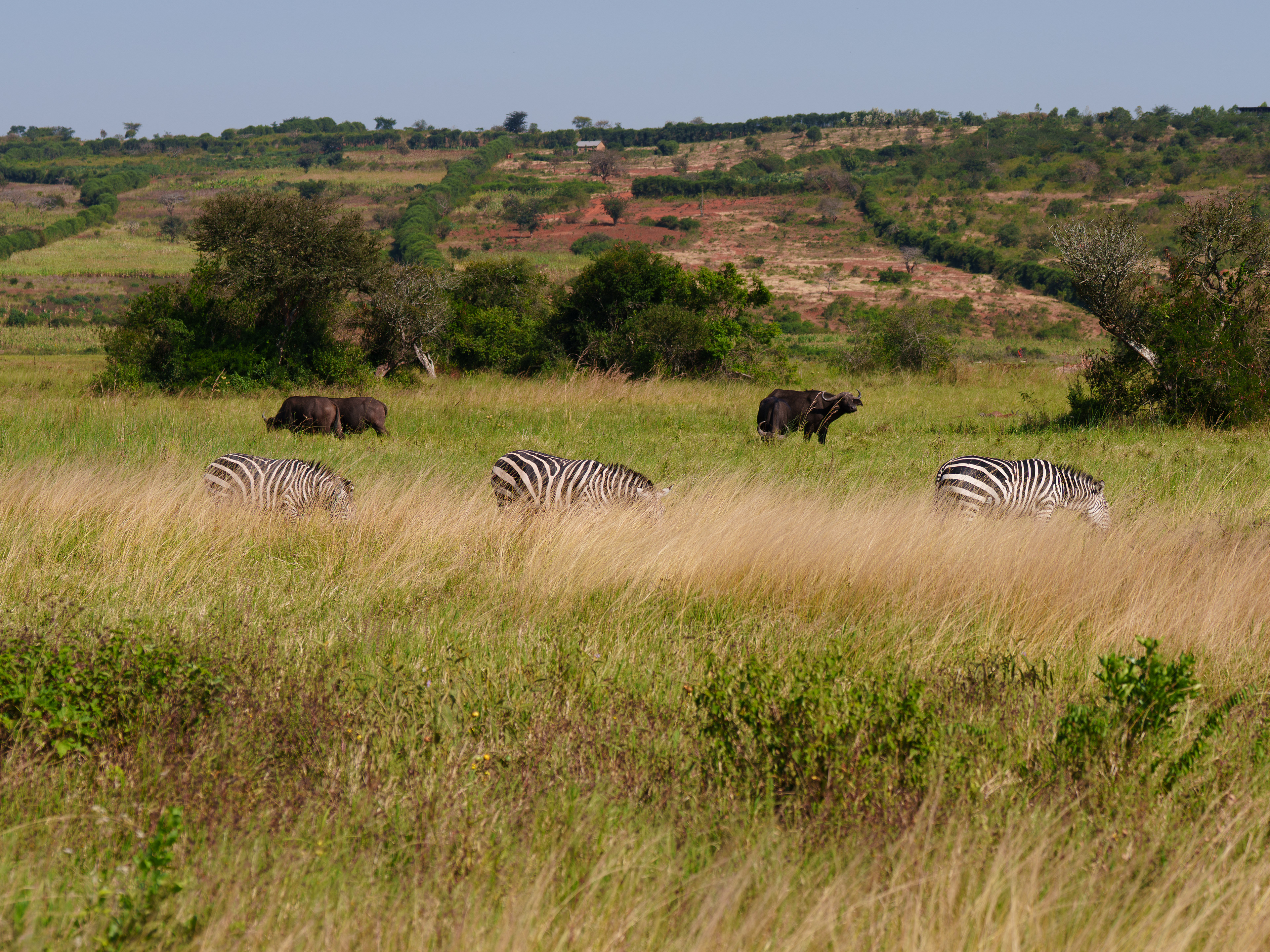 Three Zebra and Water Buffalo
