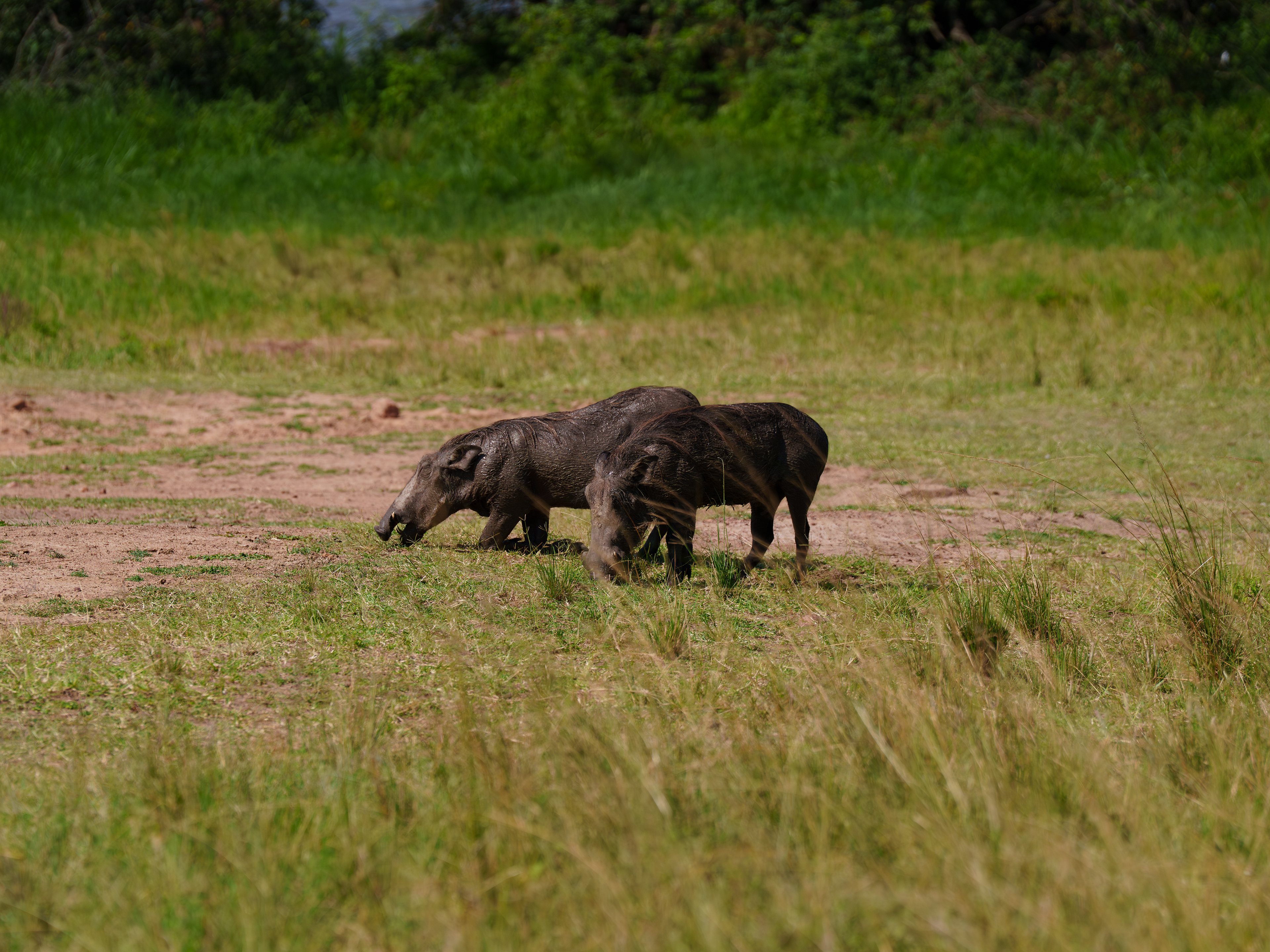 Warthog