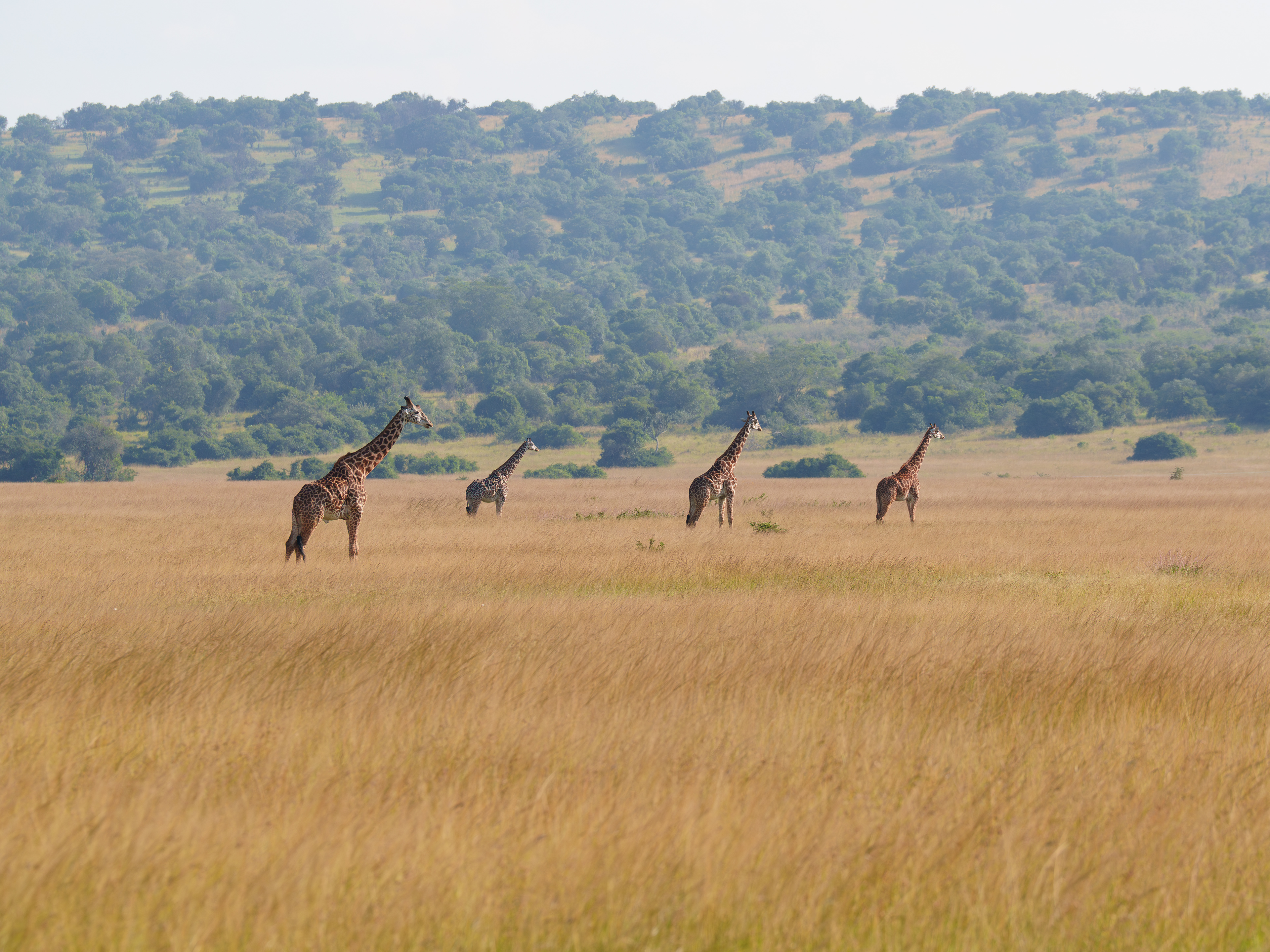 A Tower of Giraffes