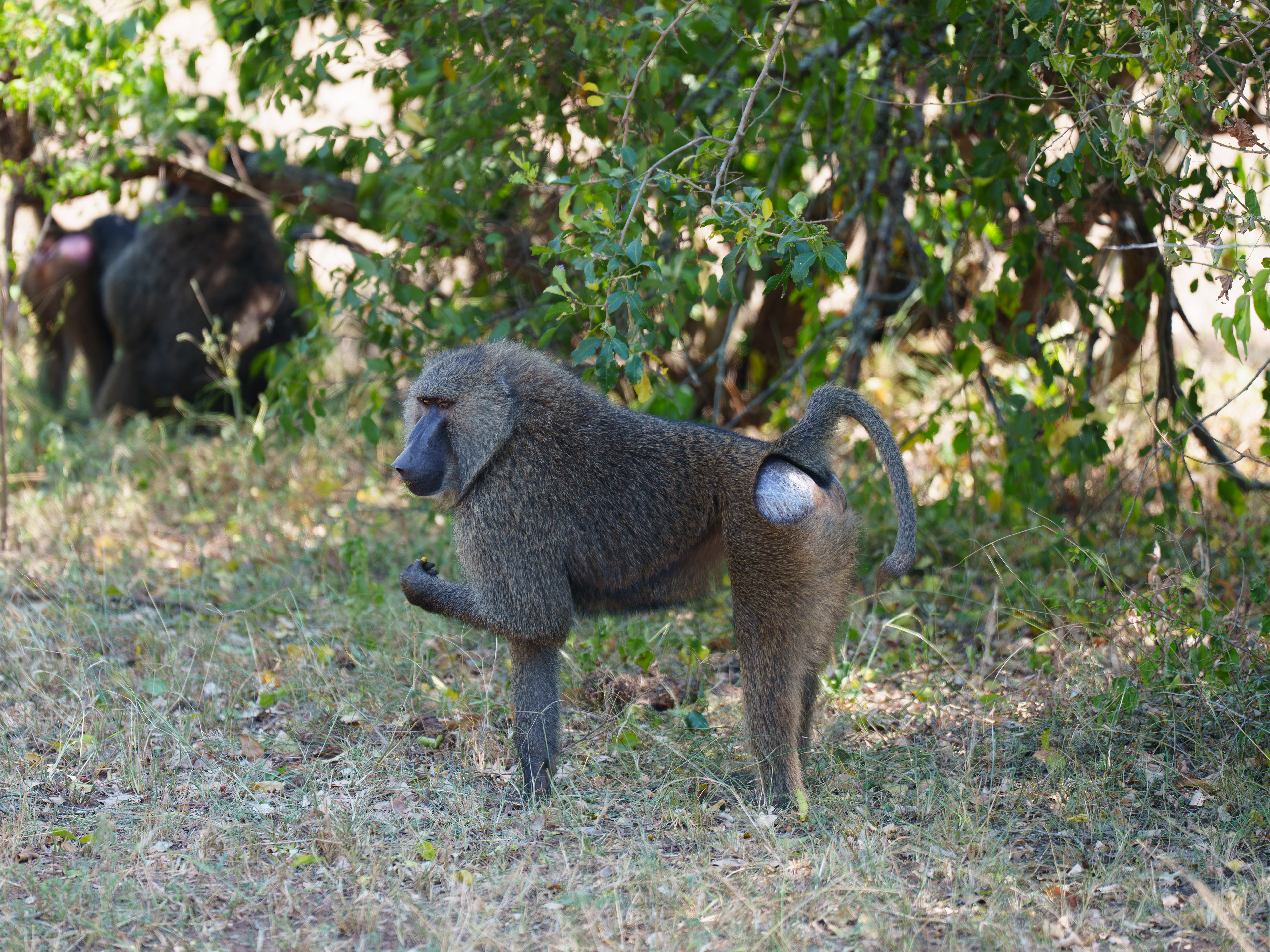Olive Baboon