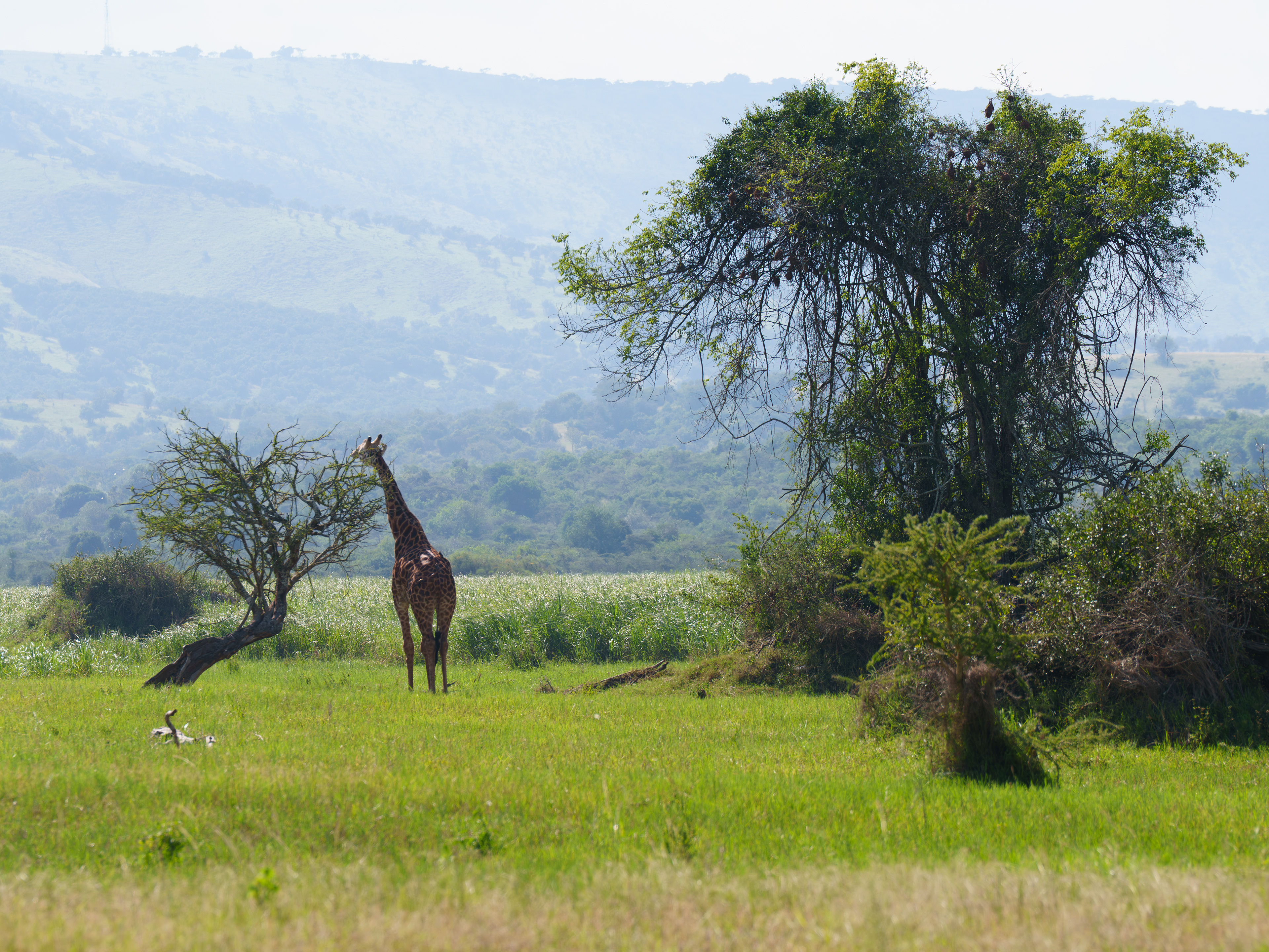 Lone Male Giraffe