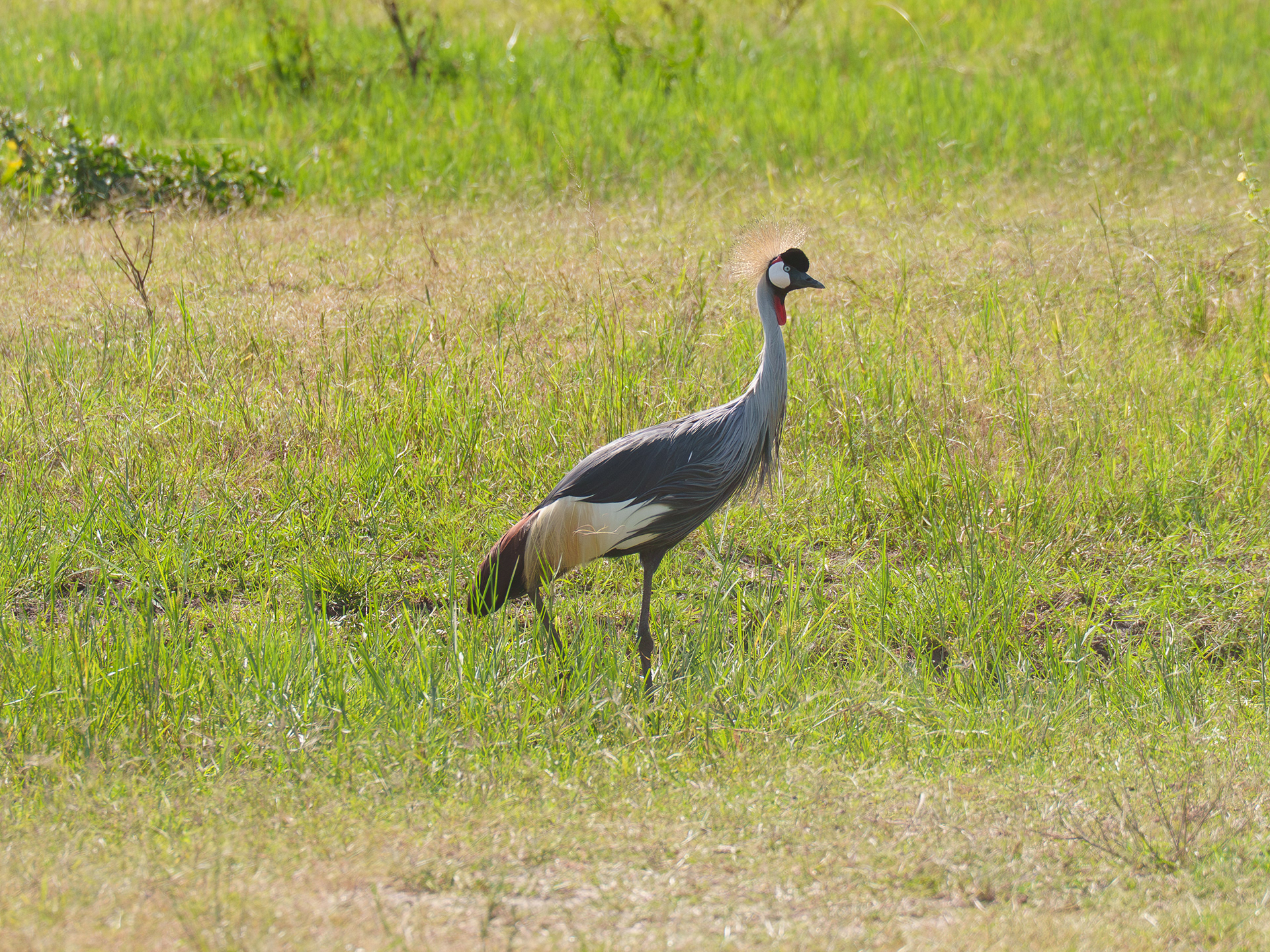 Grey-crowned Crane