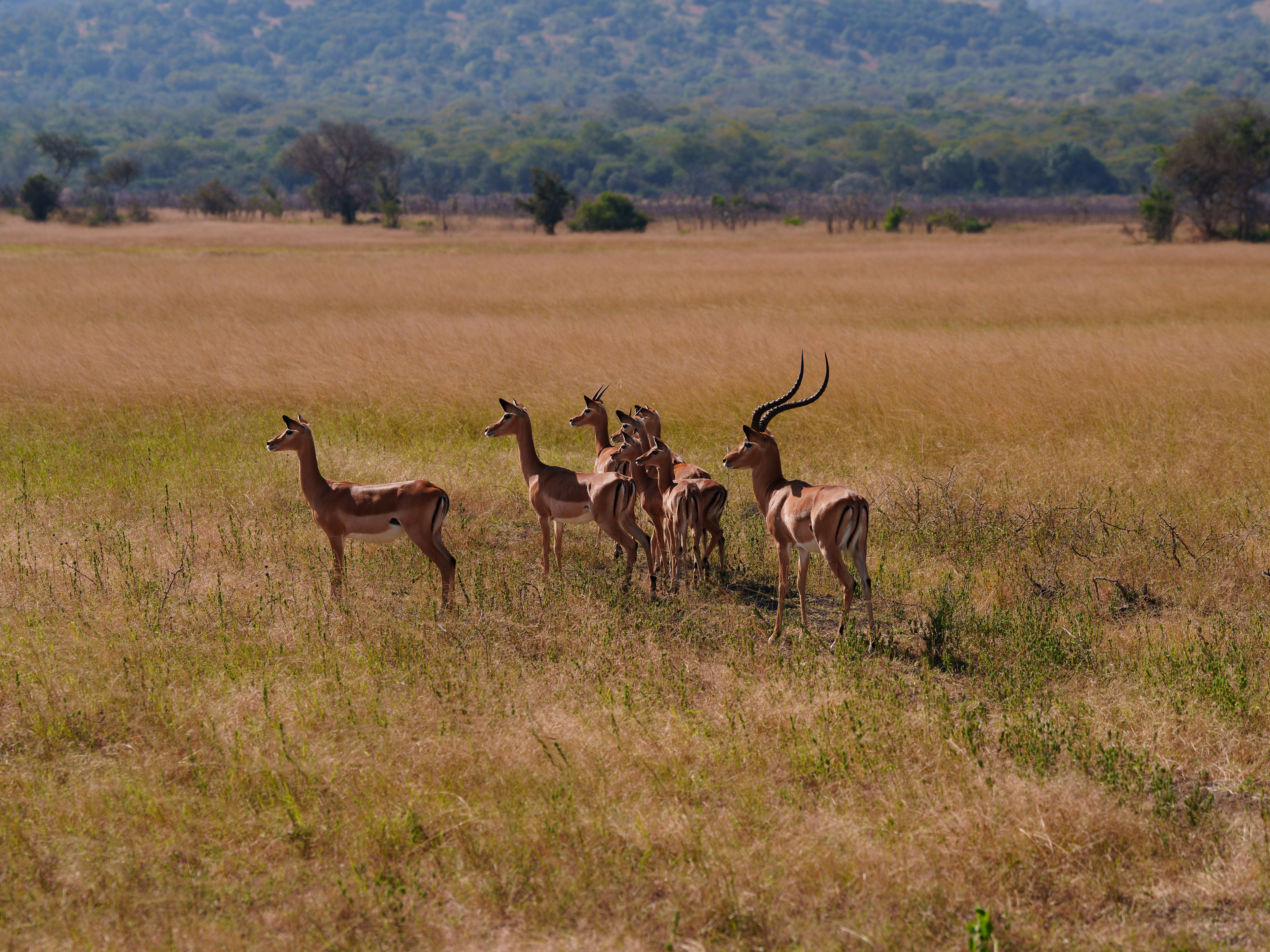 Herd of Impala