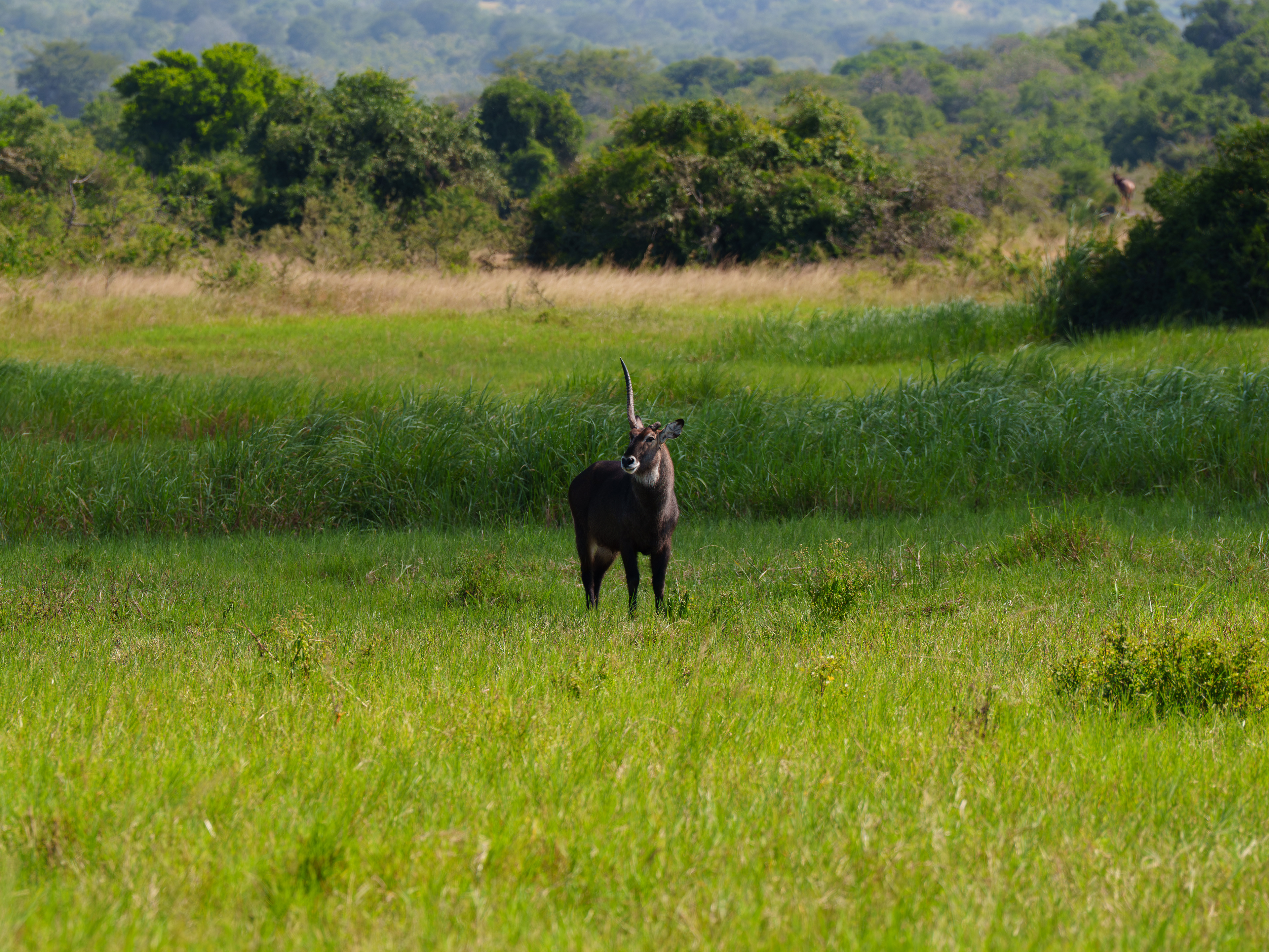Waterbuck Front