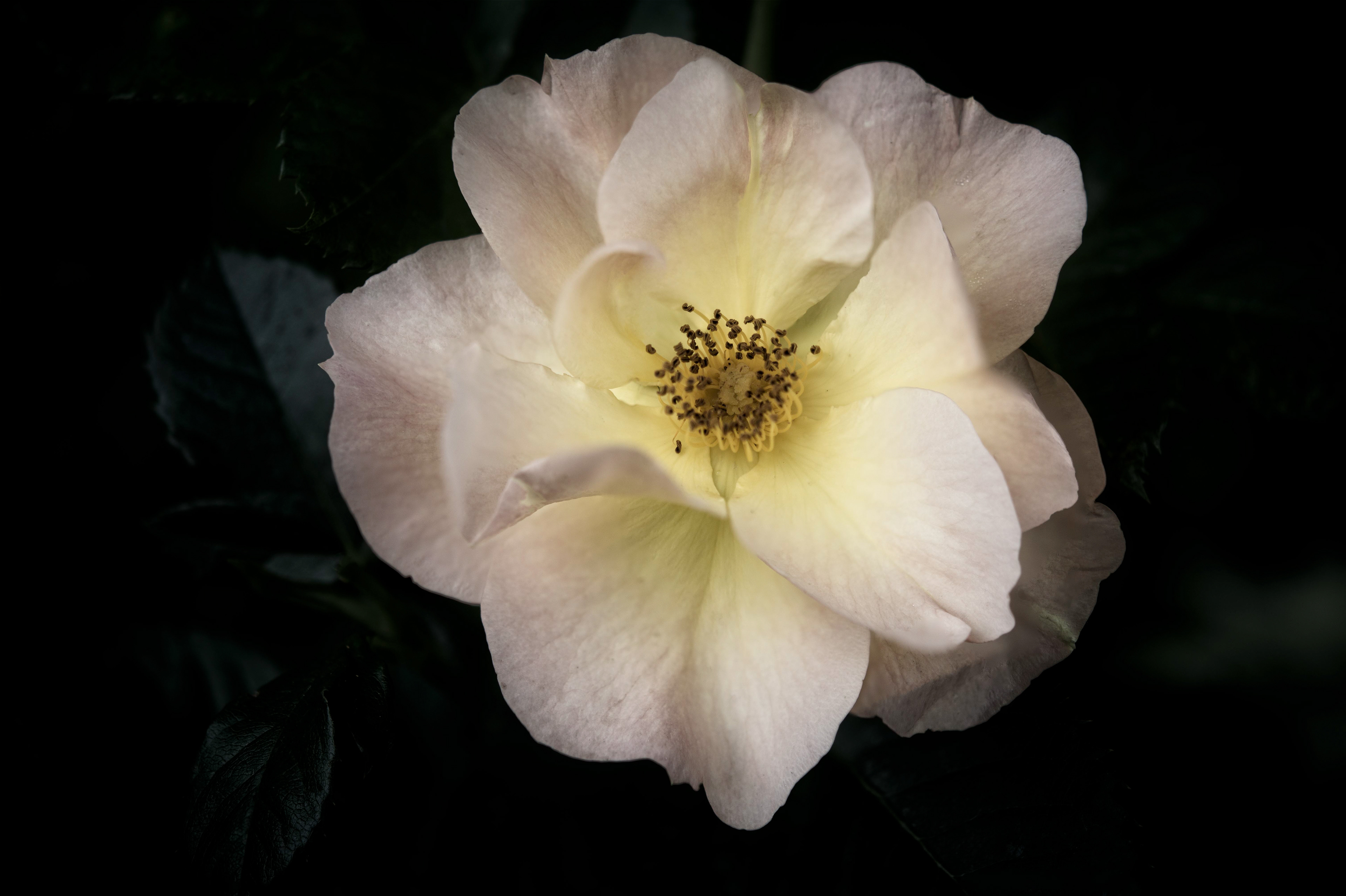 Tea Rose - Color