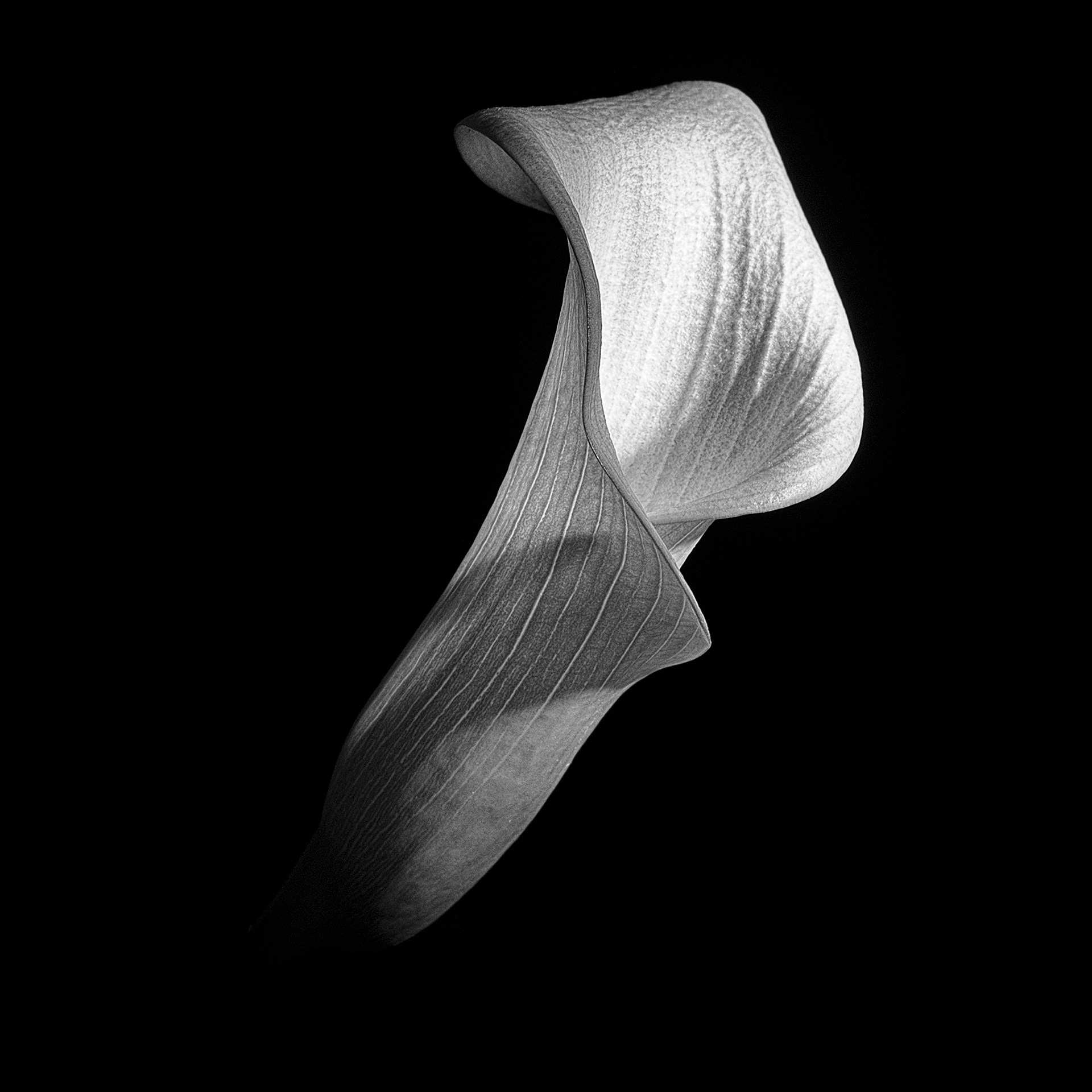 Calla Lily