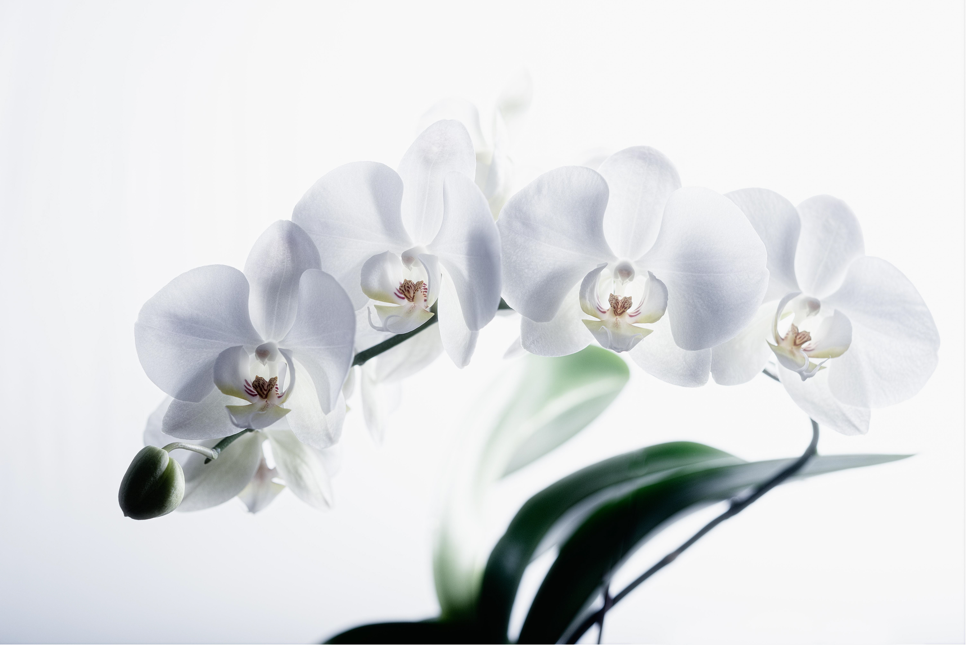 Back Light - White Background