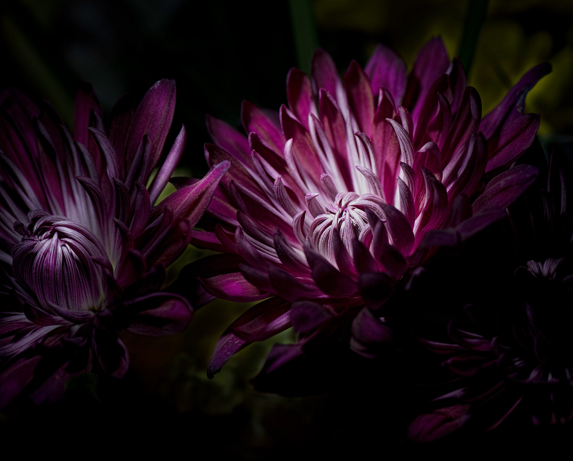 Peony