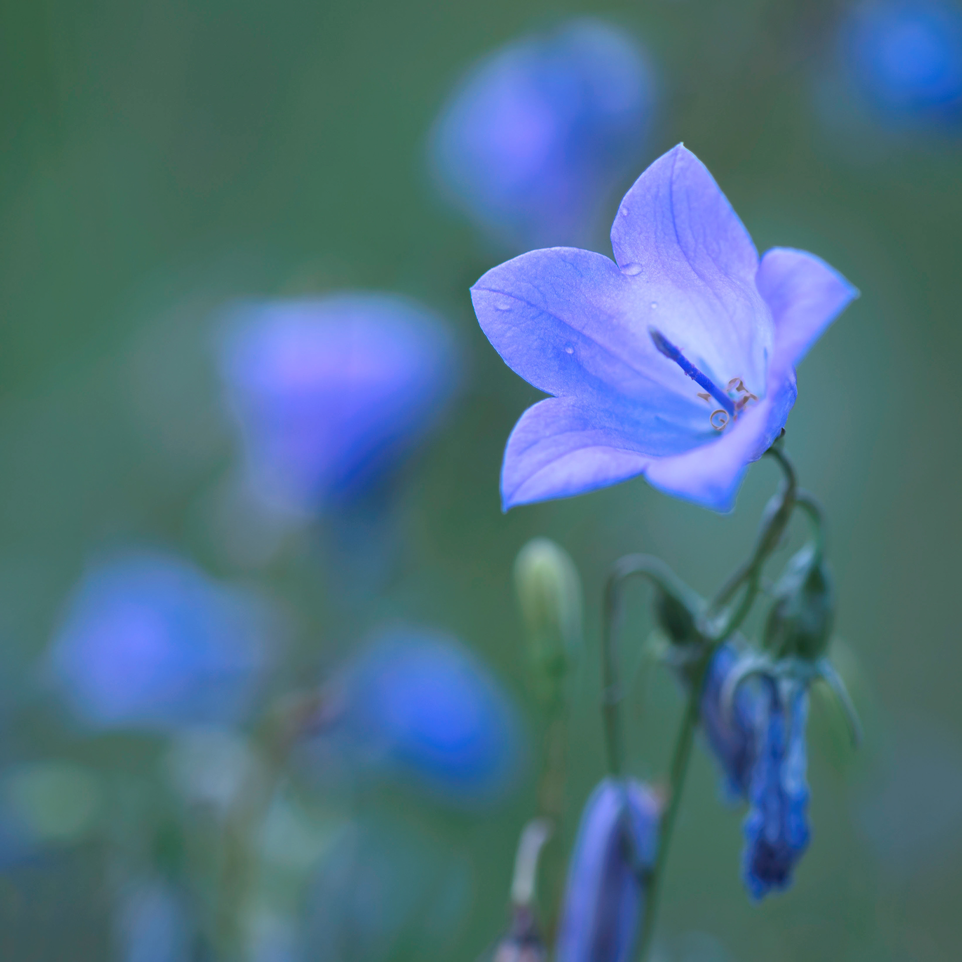Bluebell (Campanula rotundifolia)