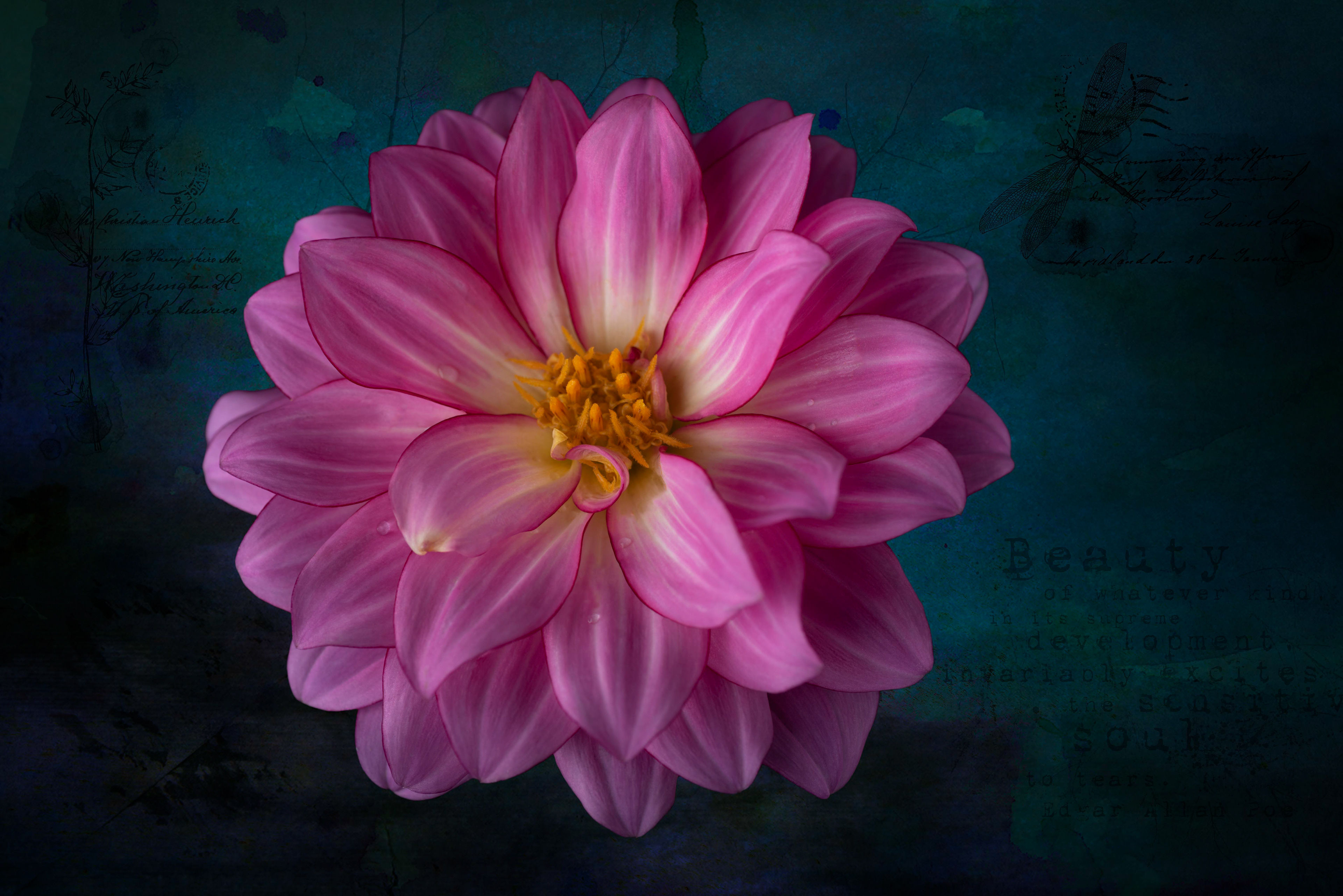 Dahlia