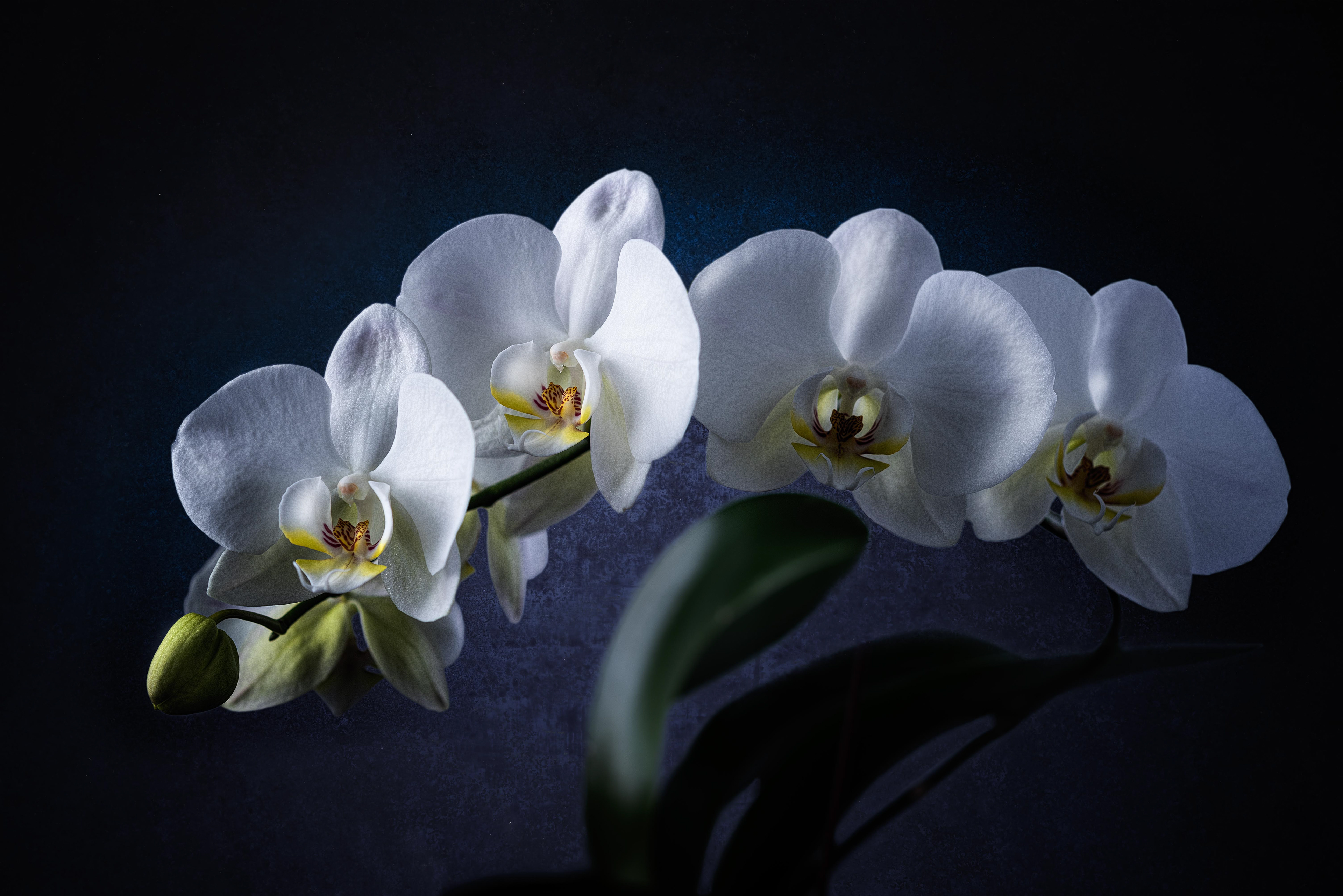 Front Light - Texture Background