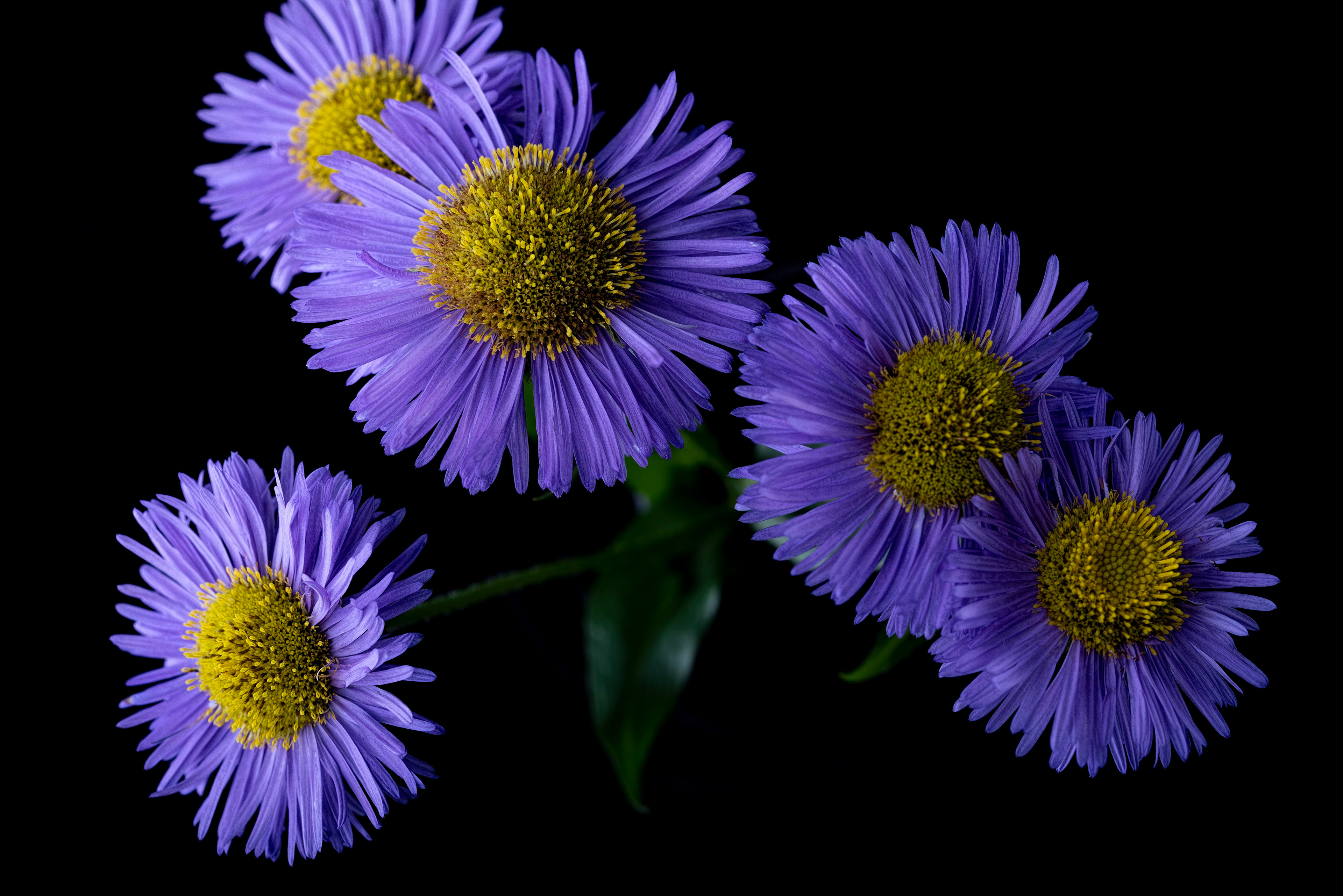 Fleabane