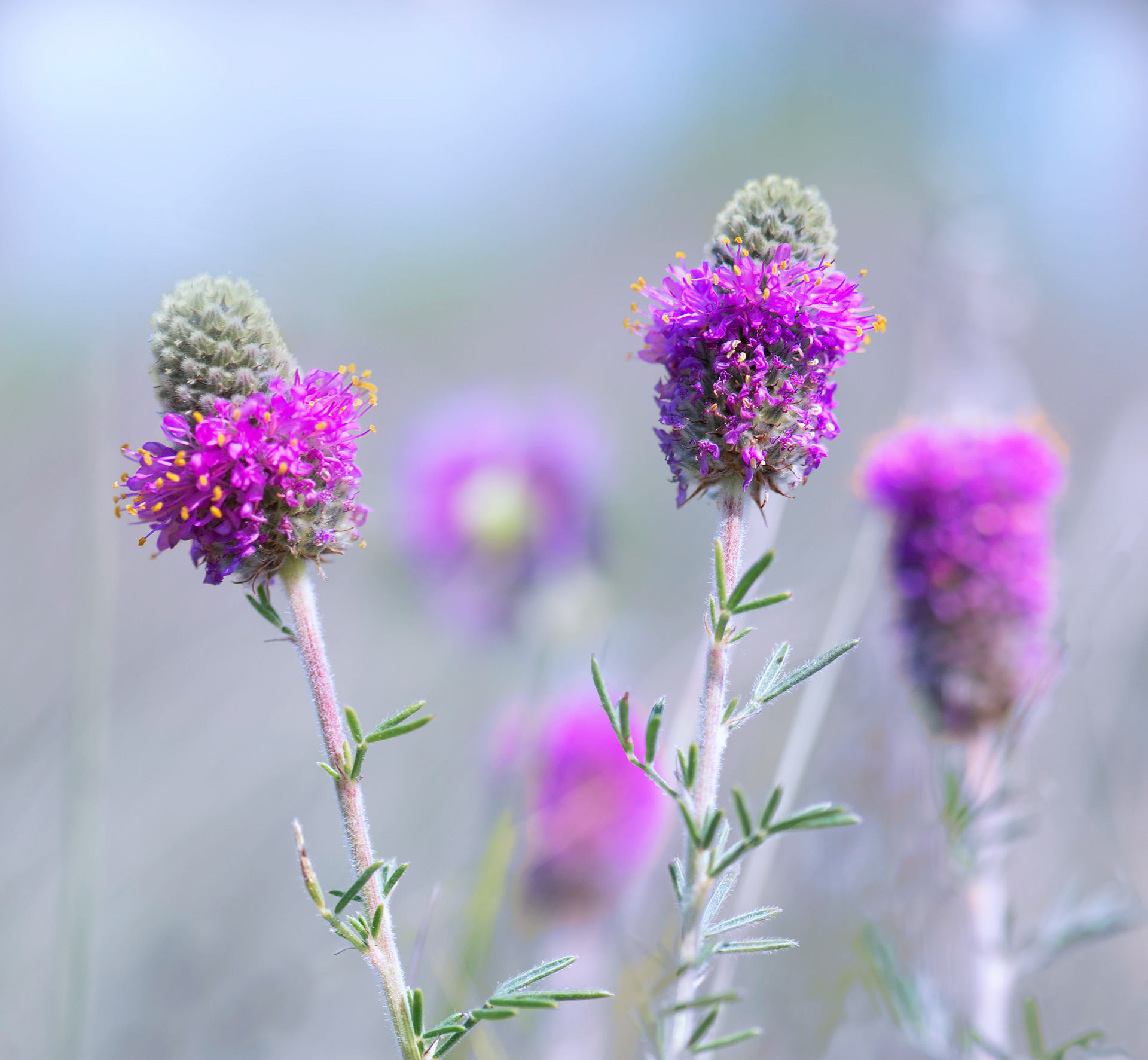 Purple Prairie Clover (Petalostemon purpureum)
