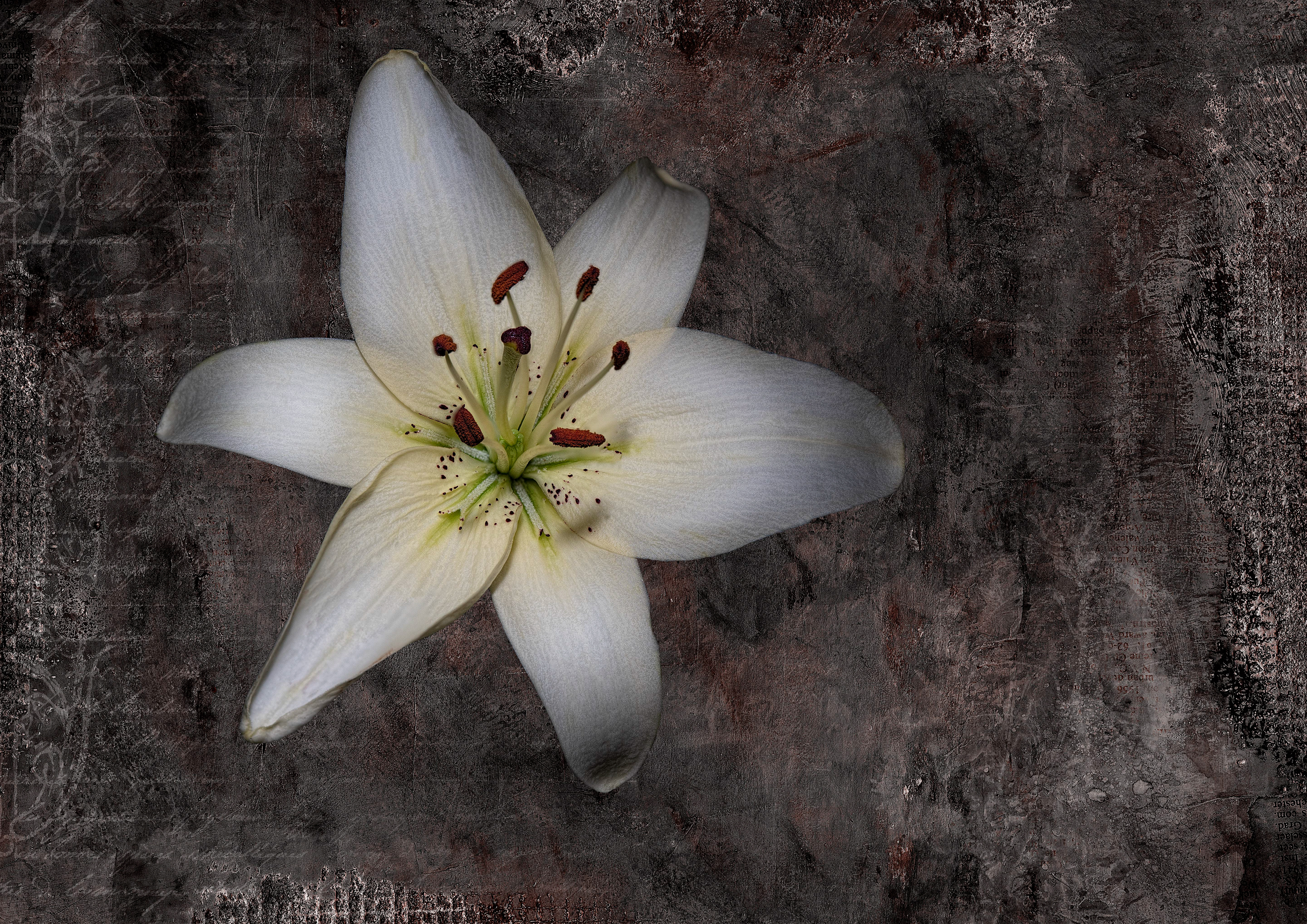 Lily