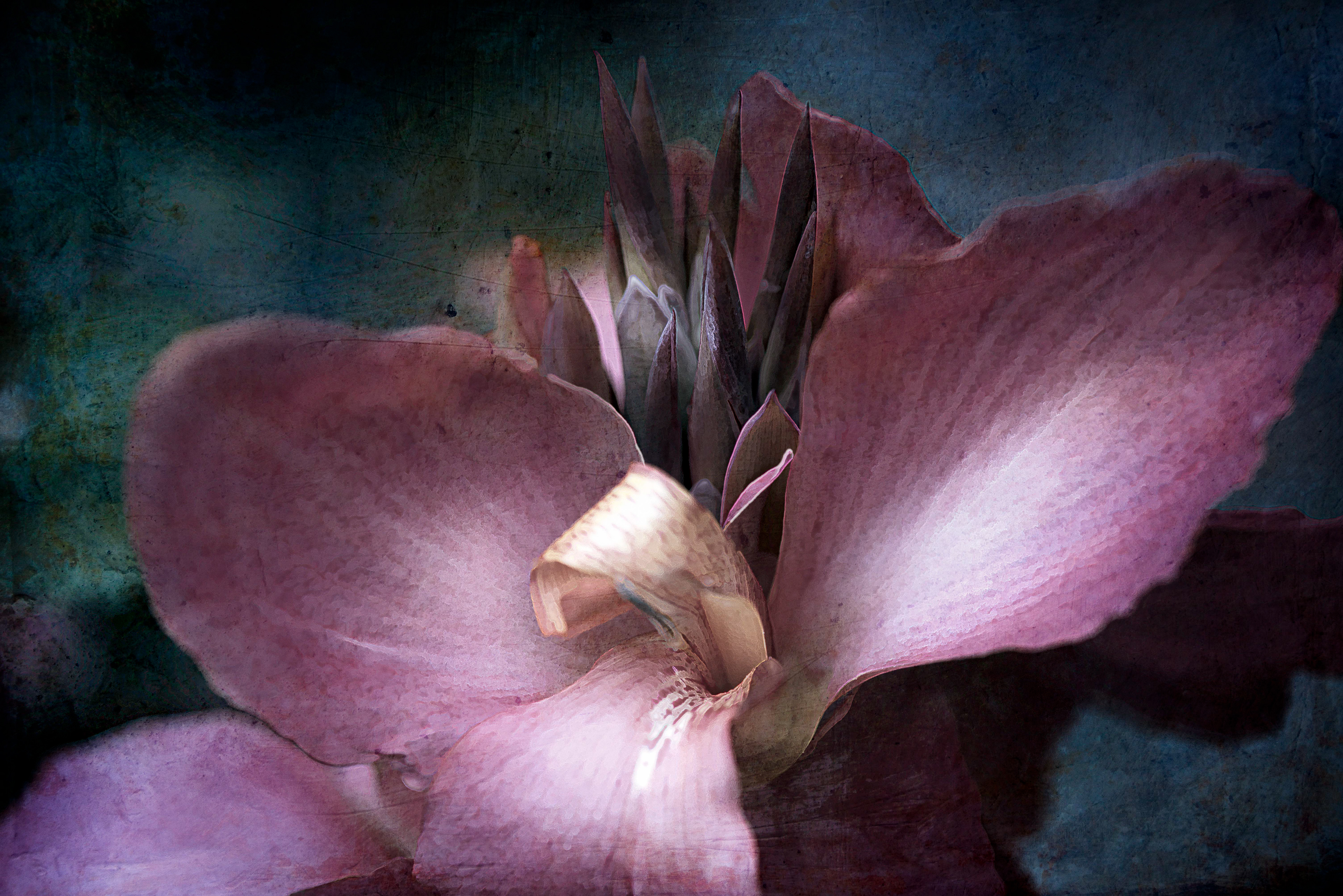 Cana Lily