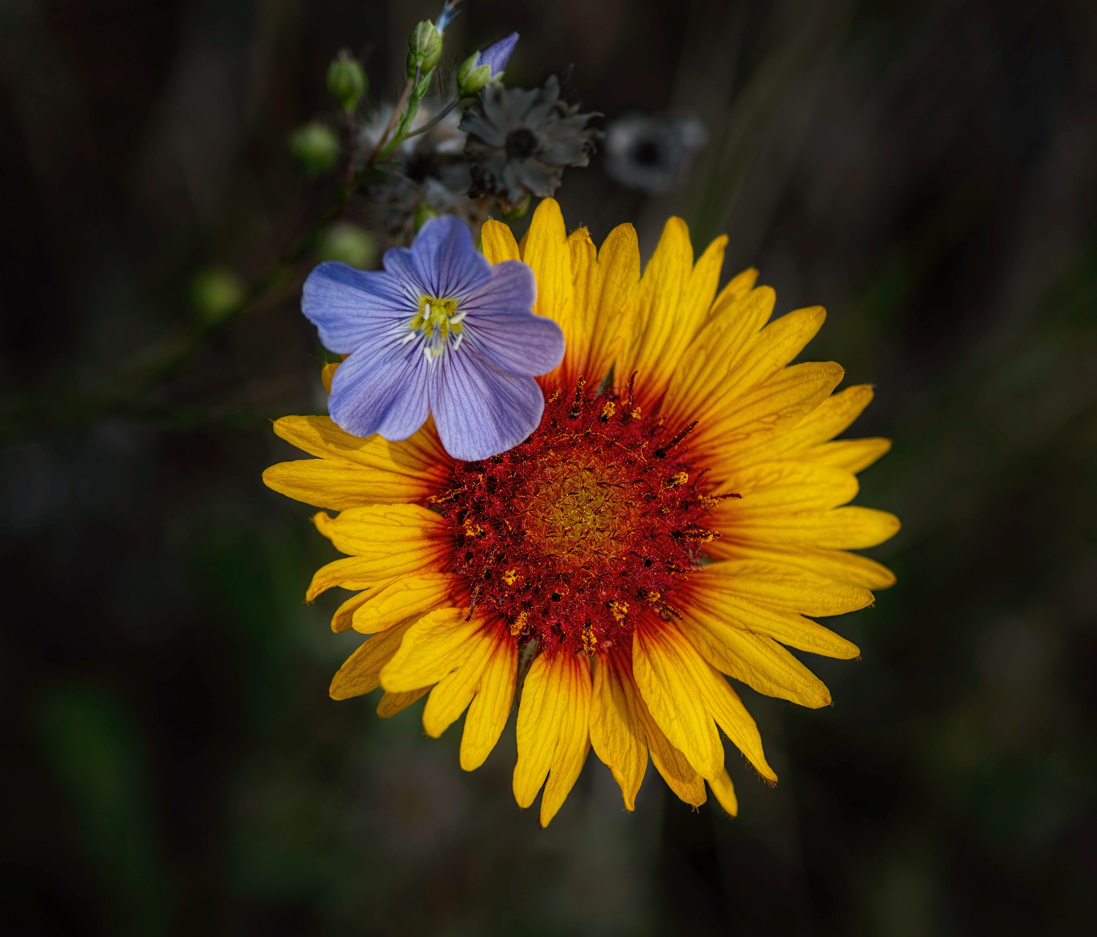 Wild Blue Flax and Blanketflower (Gaillardia aristata)