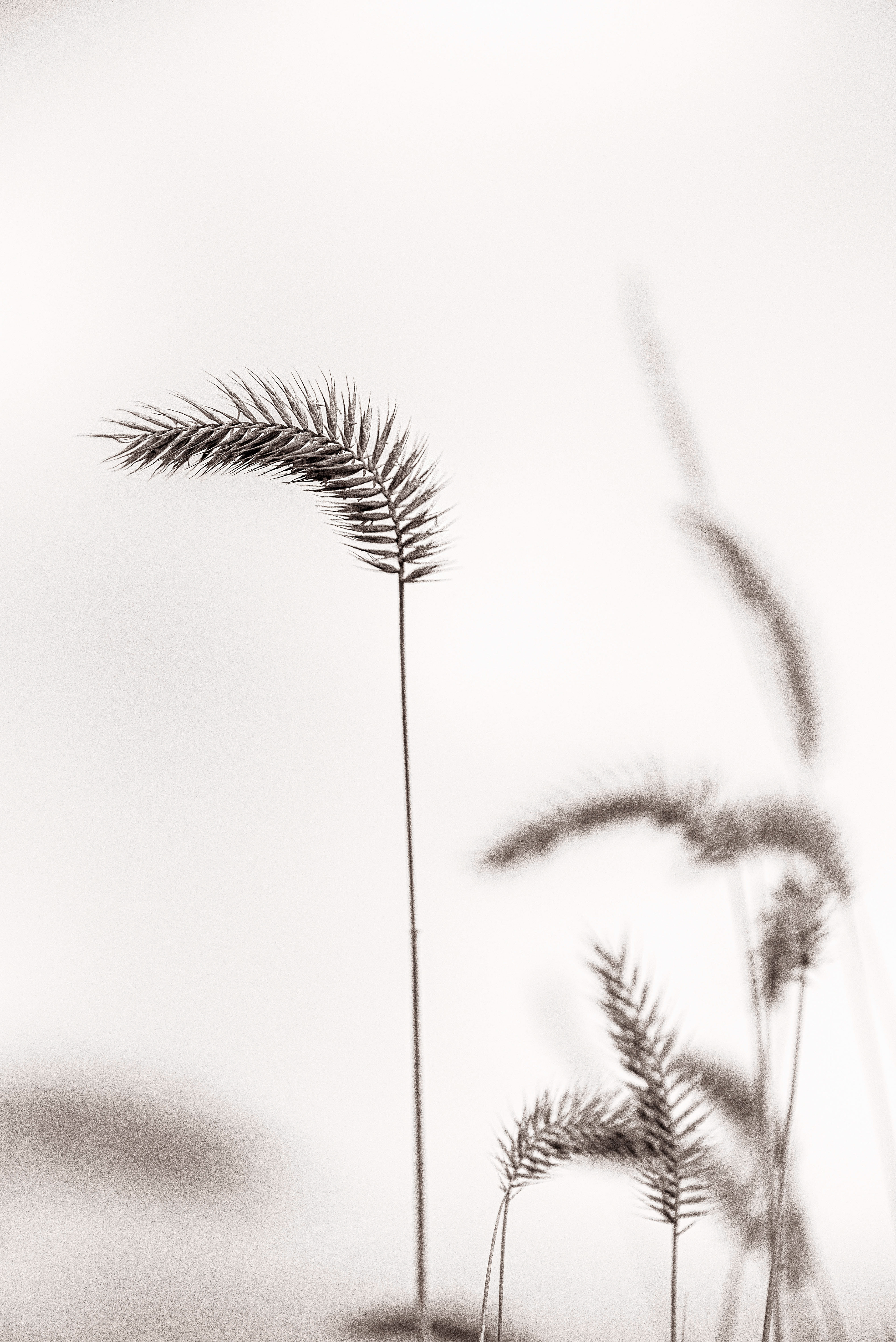 Crested Wheatgrass