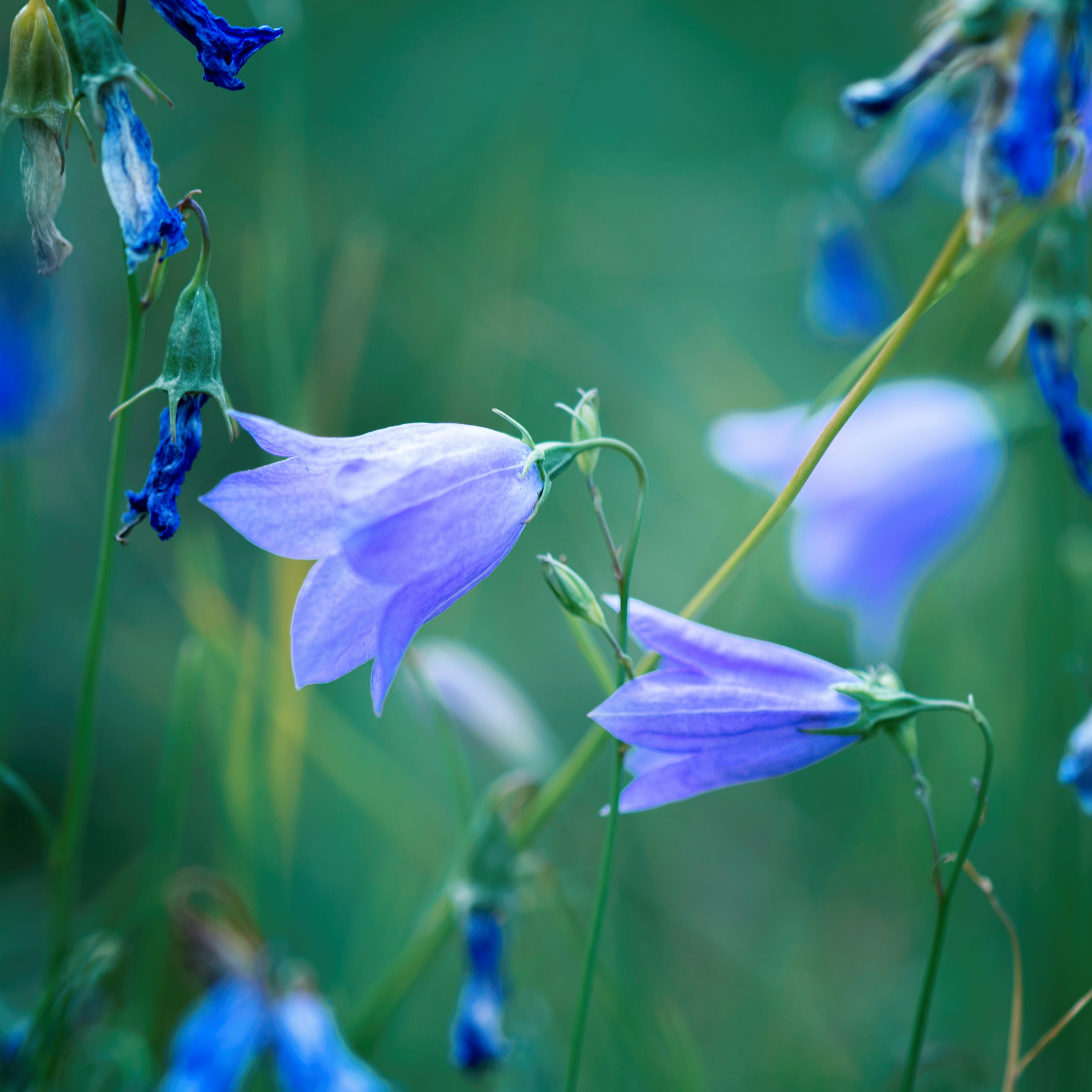 Bluebell