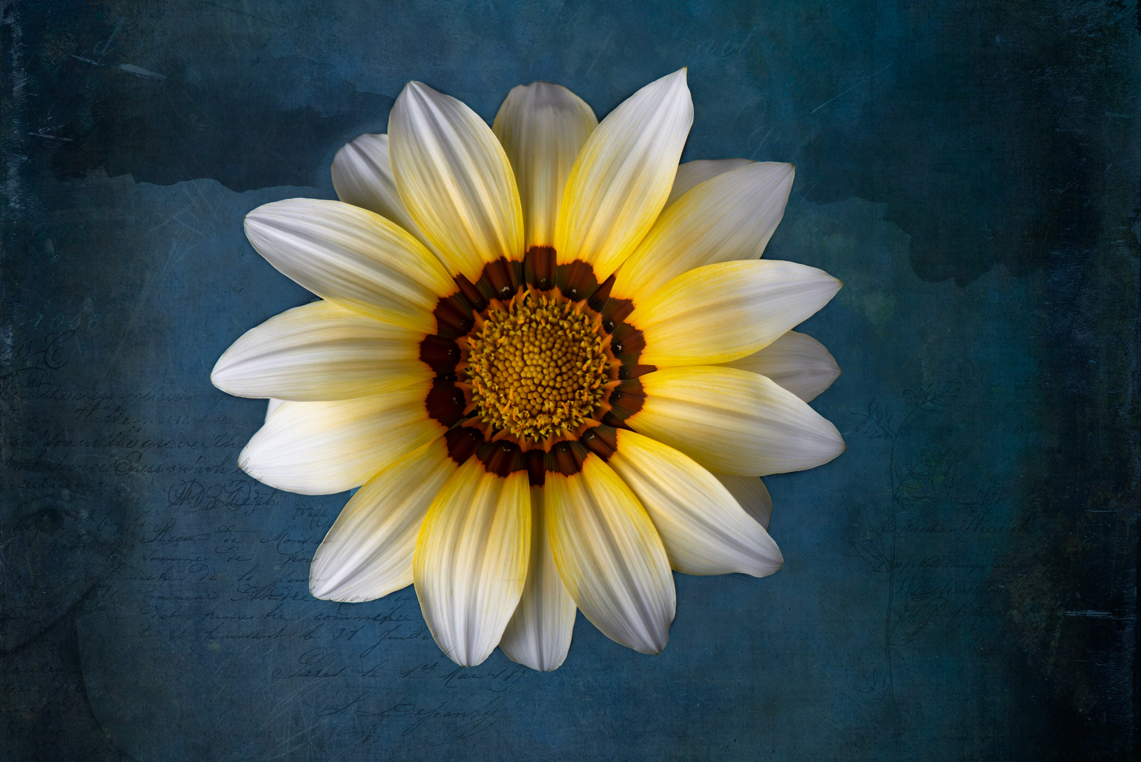 Gazania