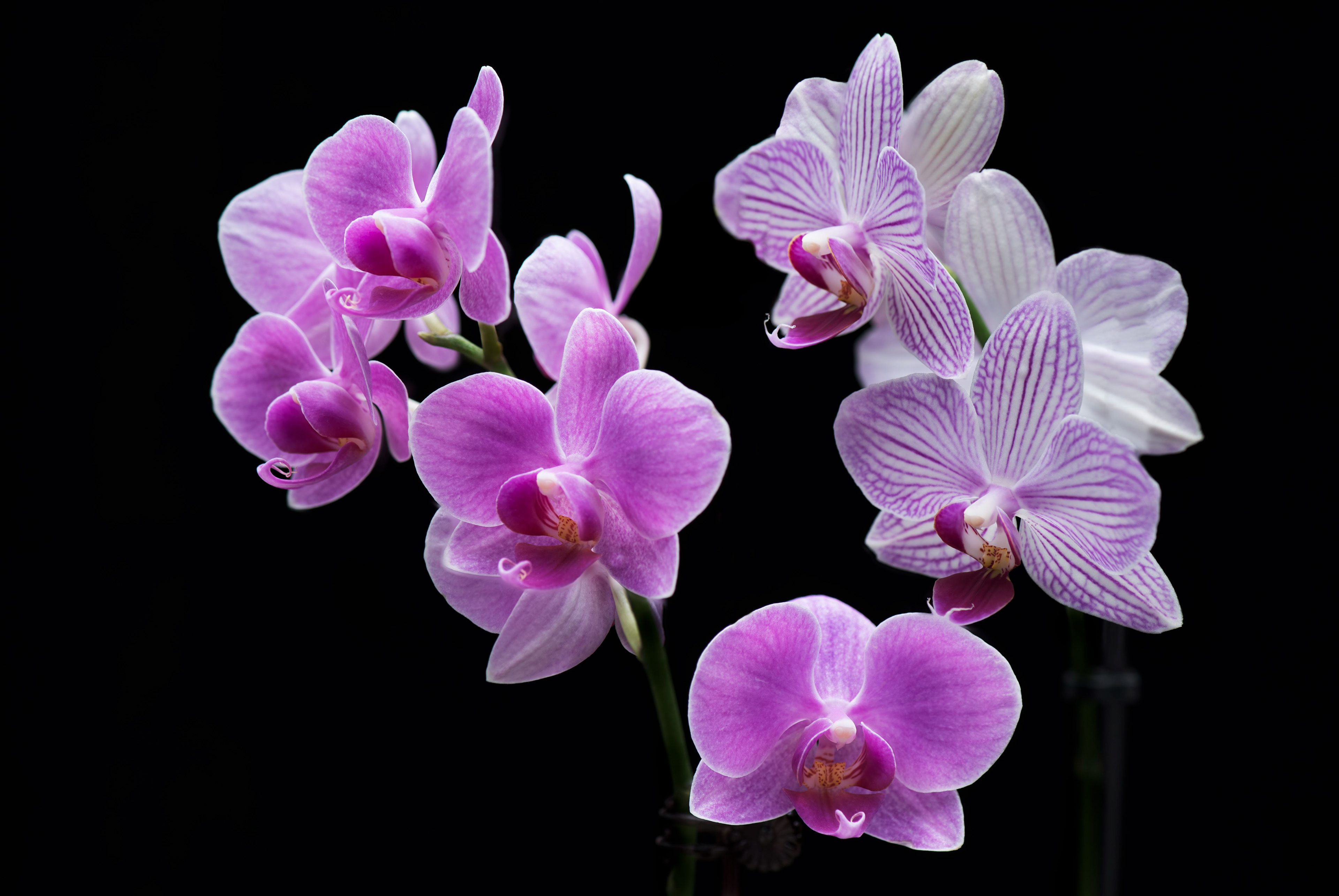 Orchid