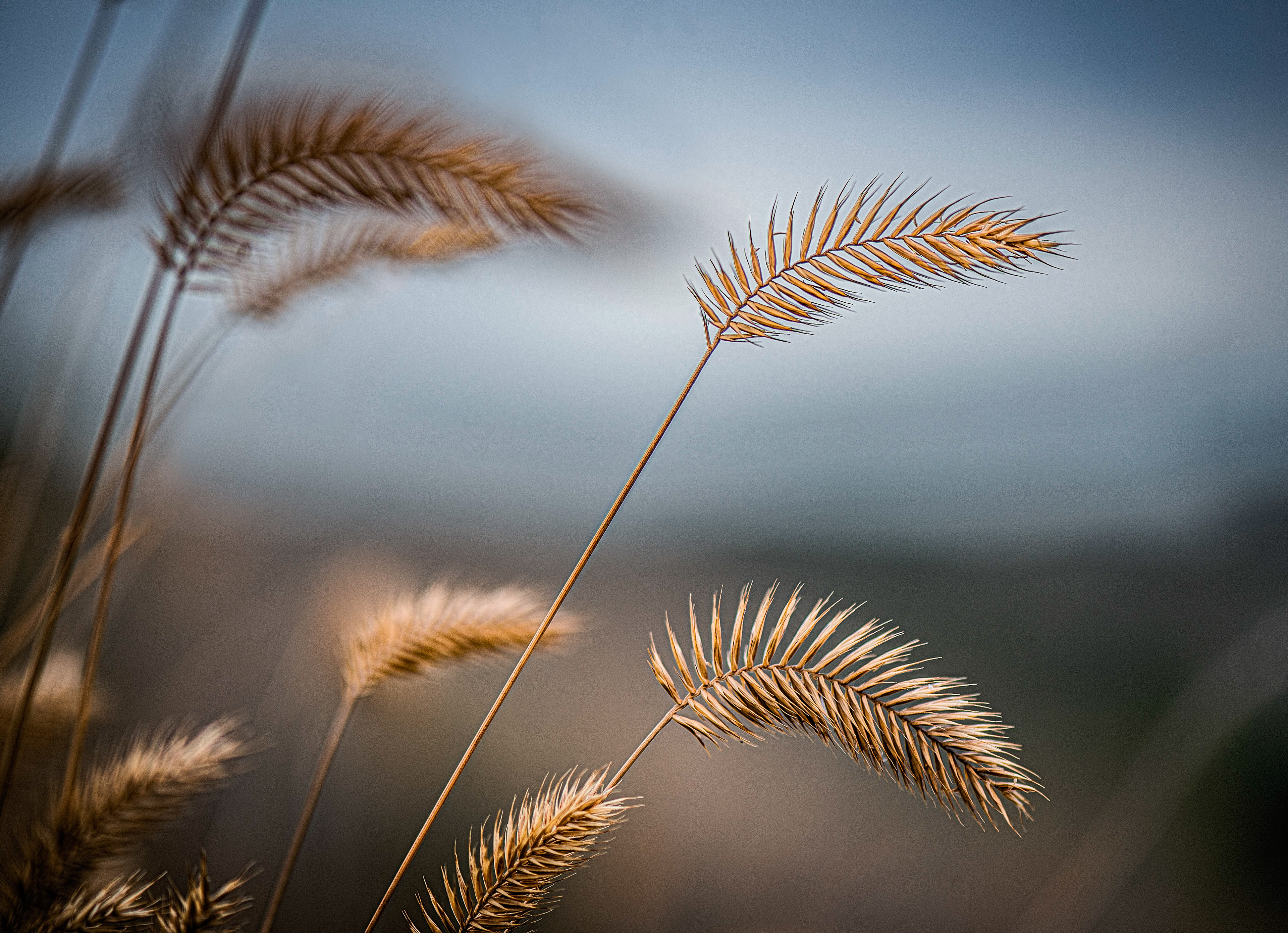 Crested Wheatgrass