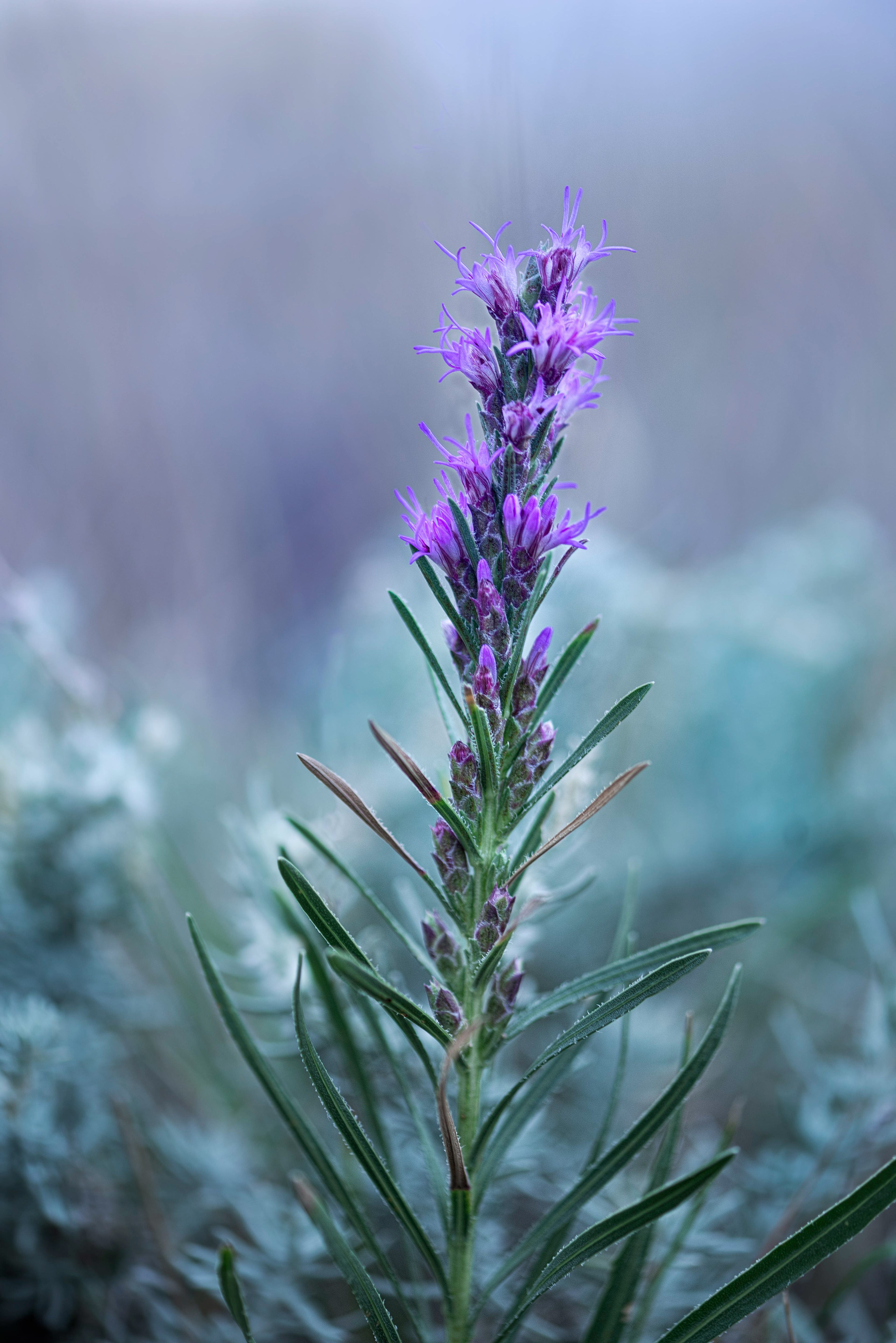 Dotted Blazing-star