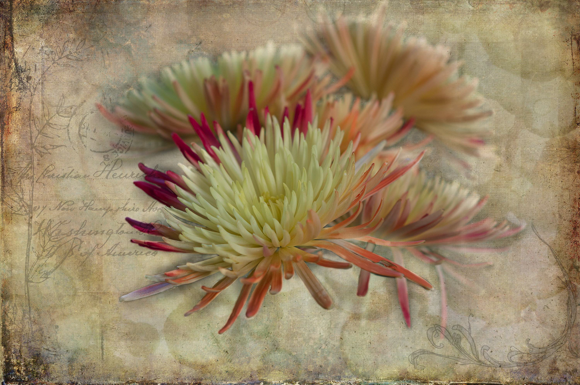 Spider Chrysanthemum