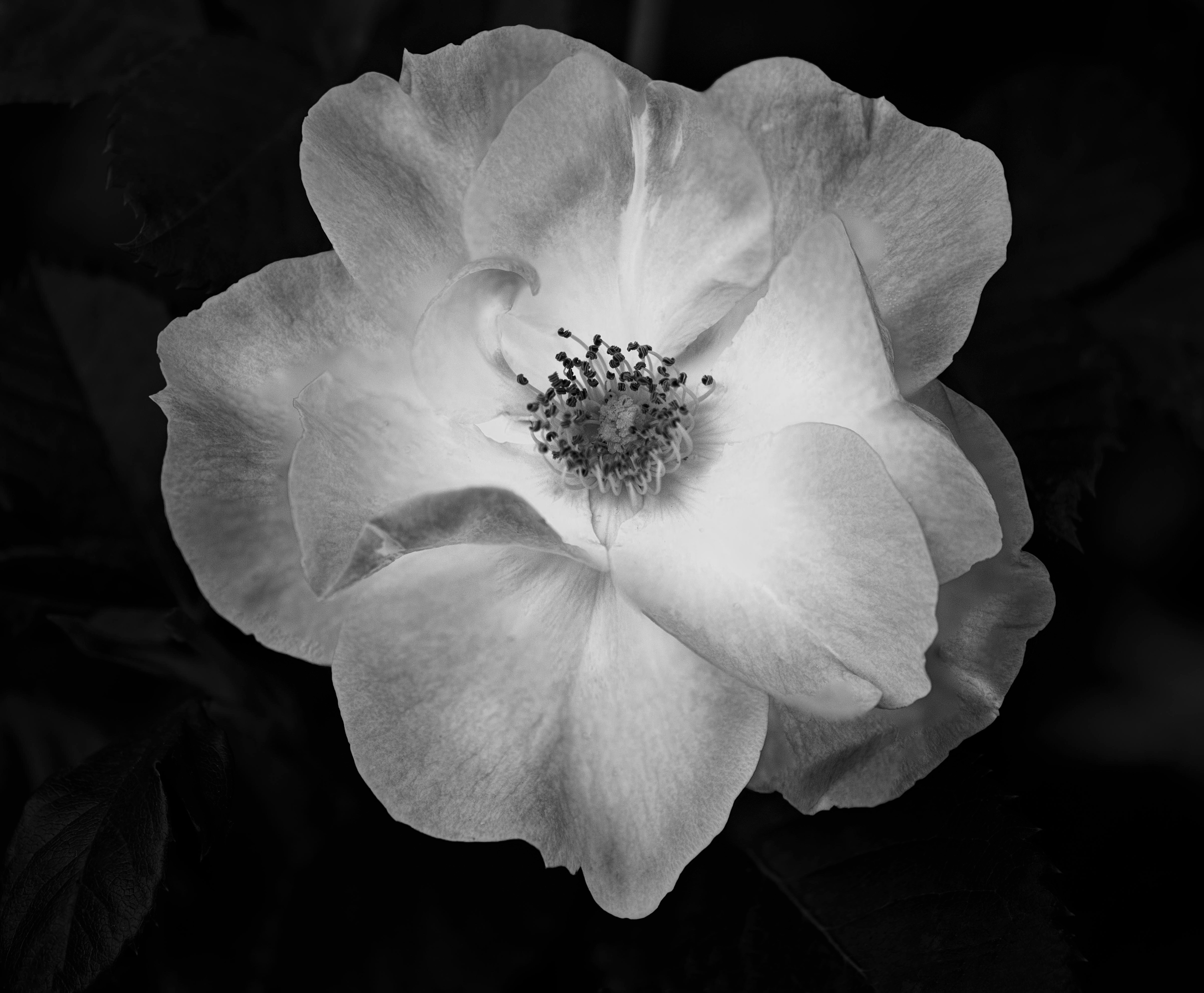 Tea Rose - BW