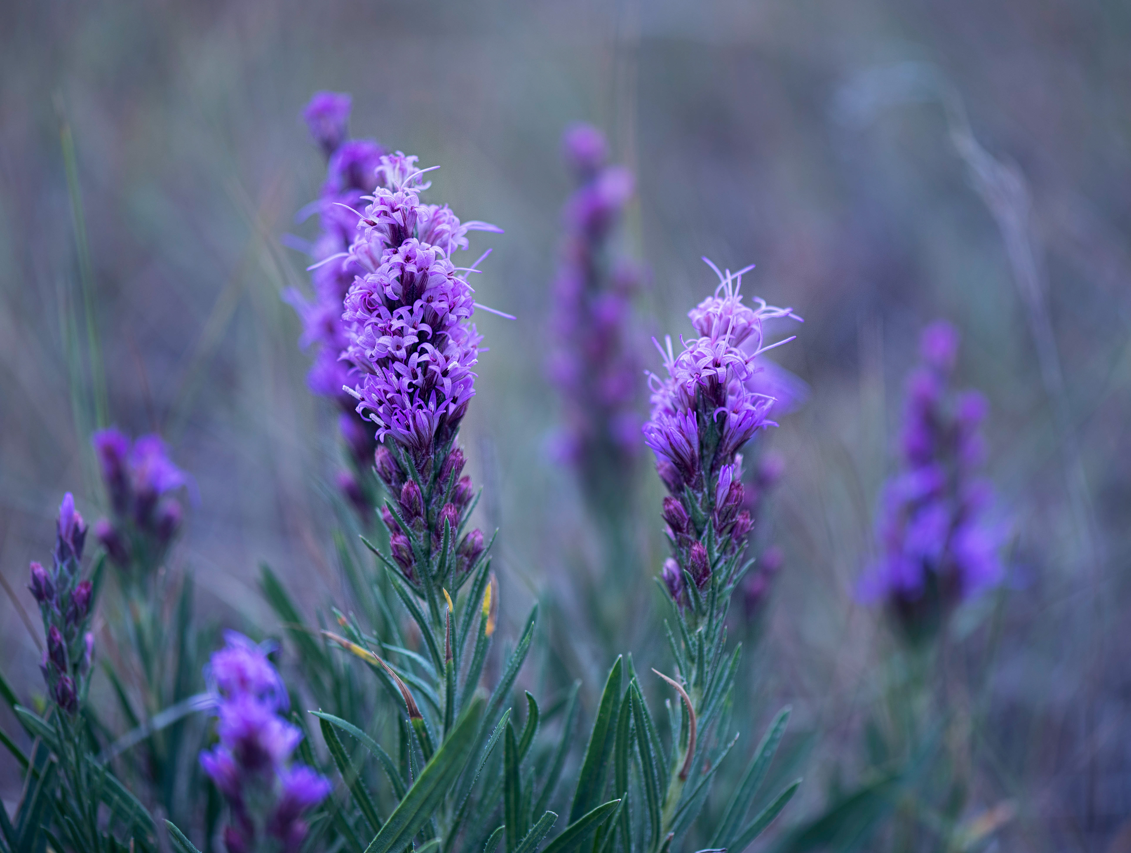 Dotted Blazing-star