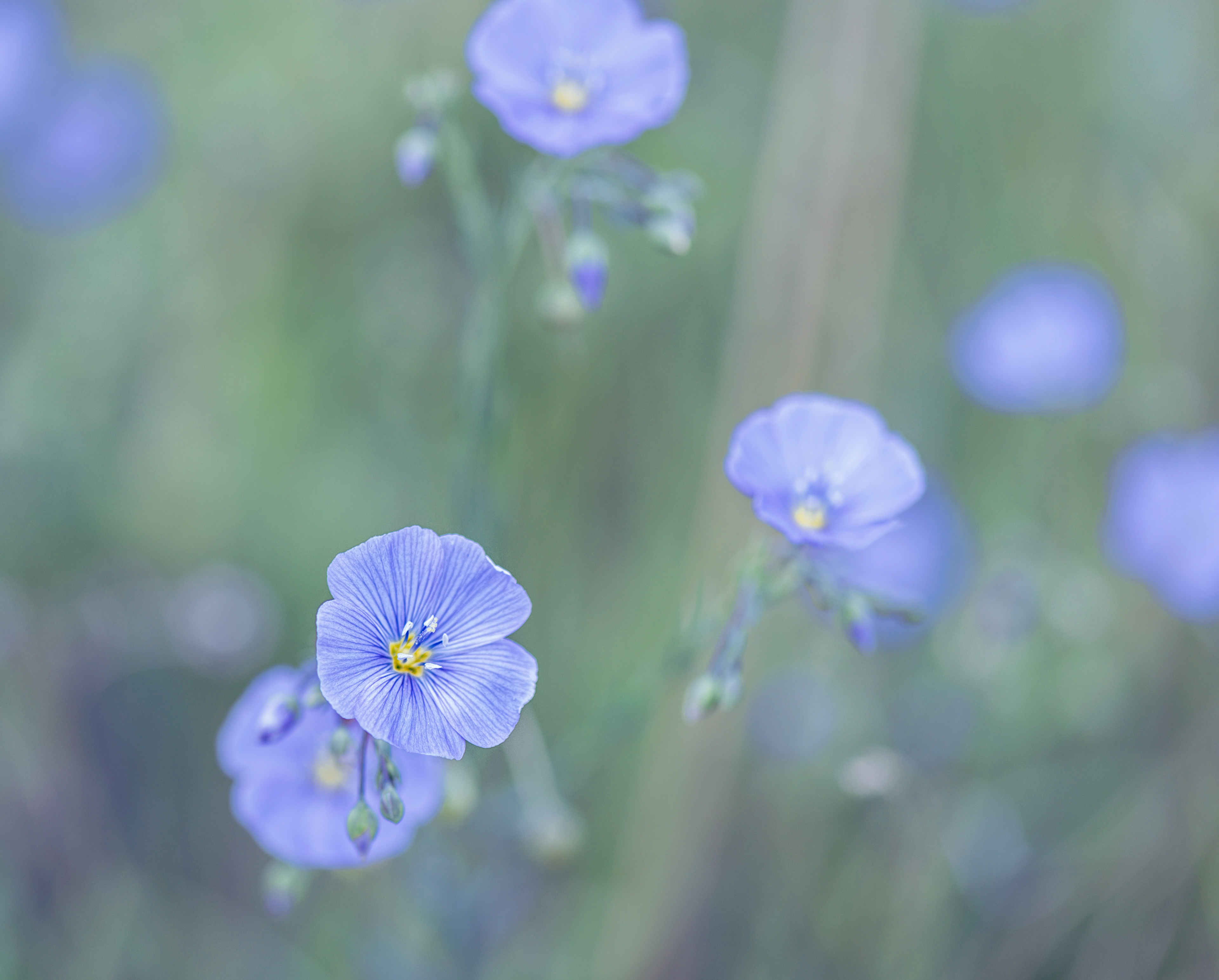 Wild Blue Flax (Linum perenne)