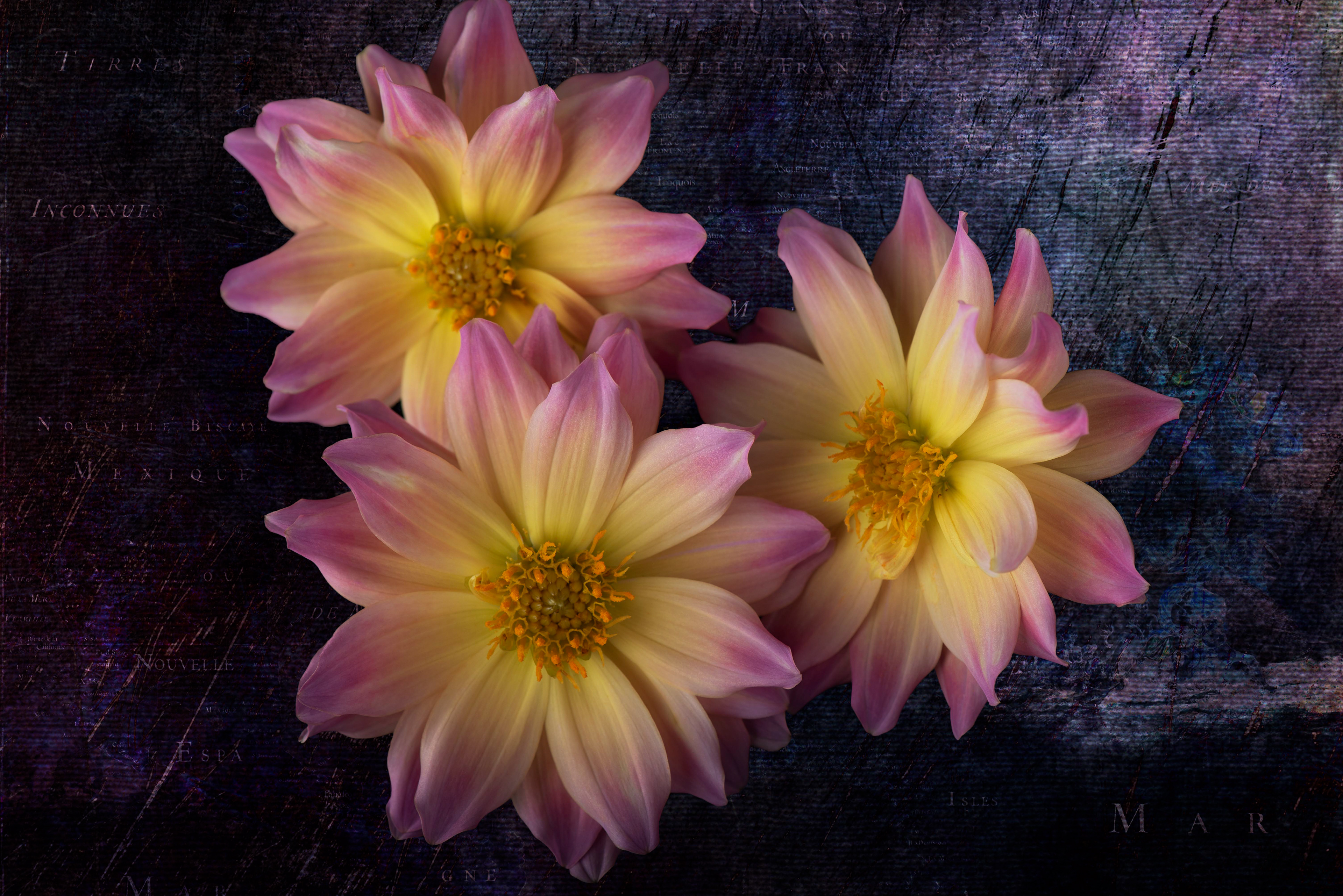 Rose Bicolor Dahlia